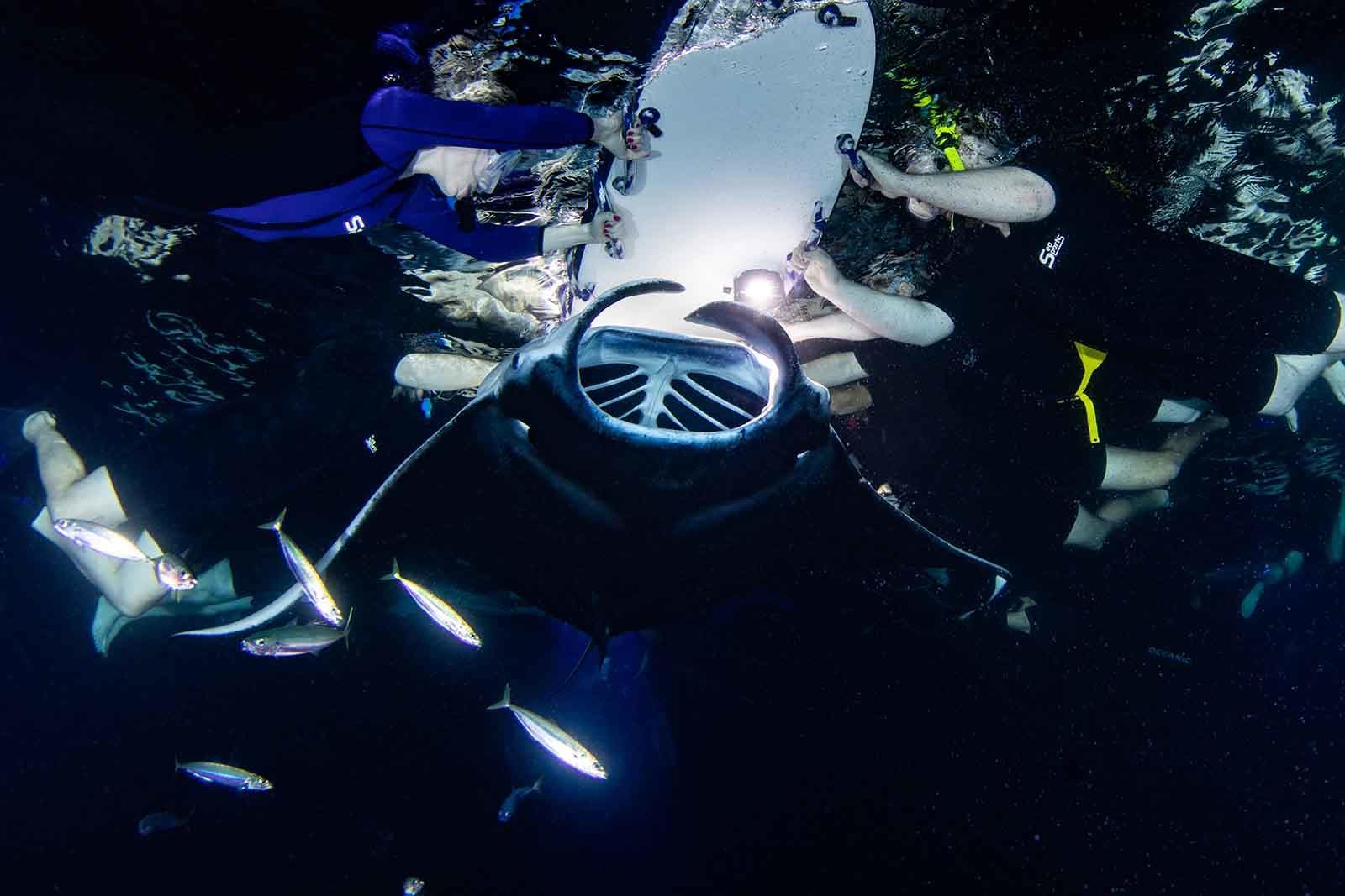 Night Manta Ray Snorkeling Tour