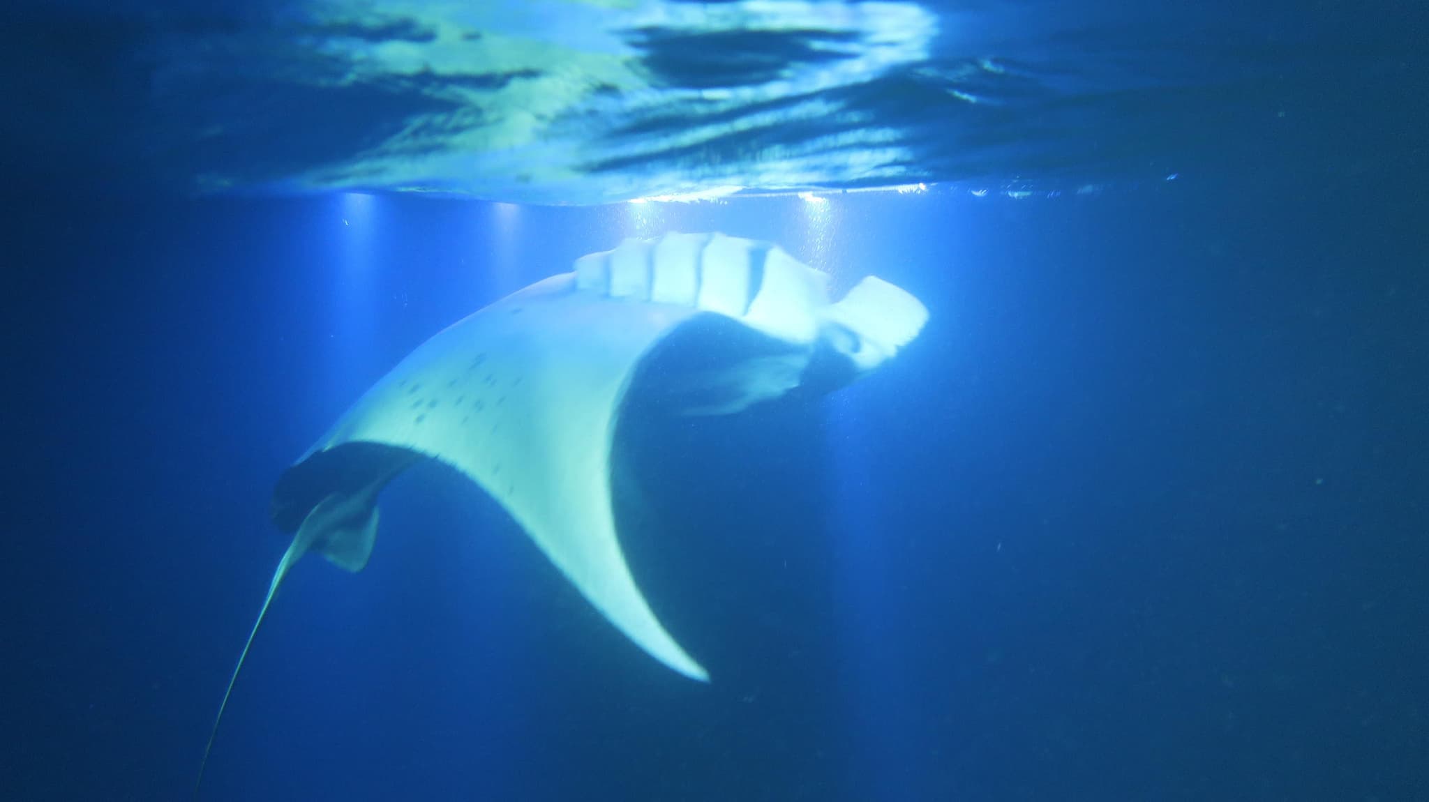 Manta Ray Moonlight Night Snorkel in Keauhou - Kona