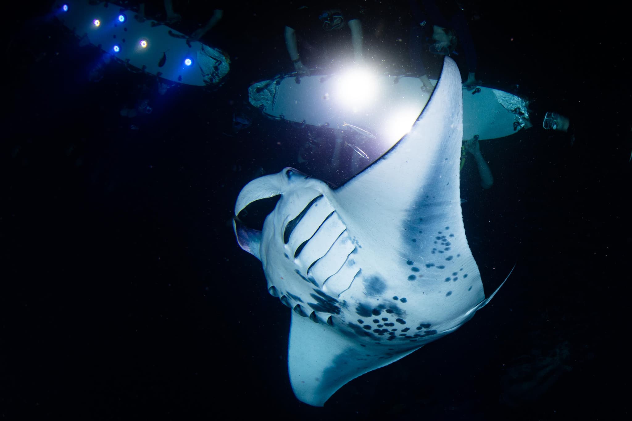 Night Manta Ray Snorkeling Tour