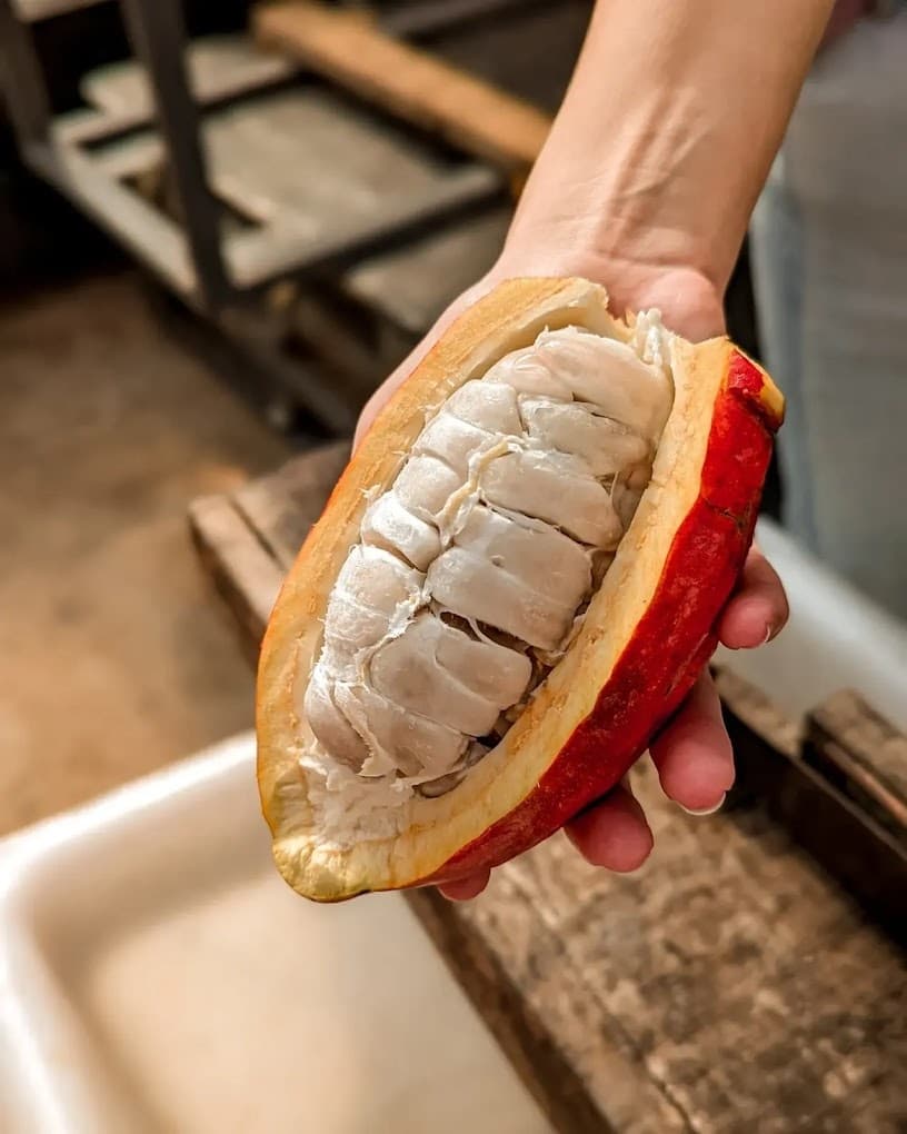 Tree-to-Chocolate Tour