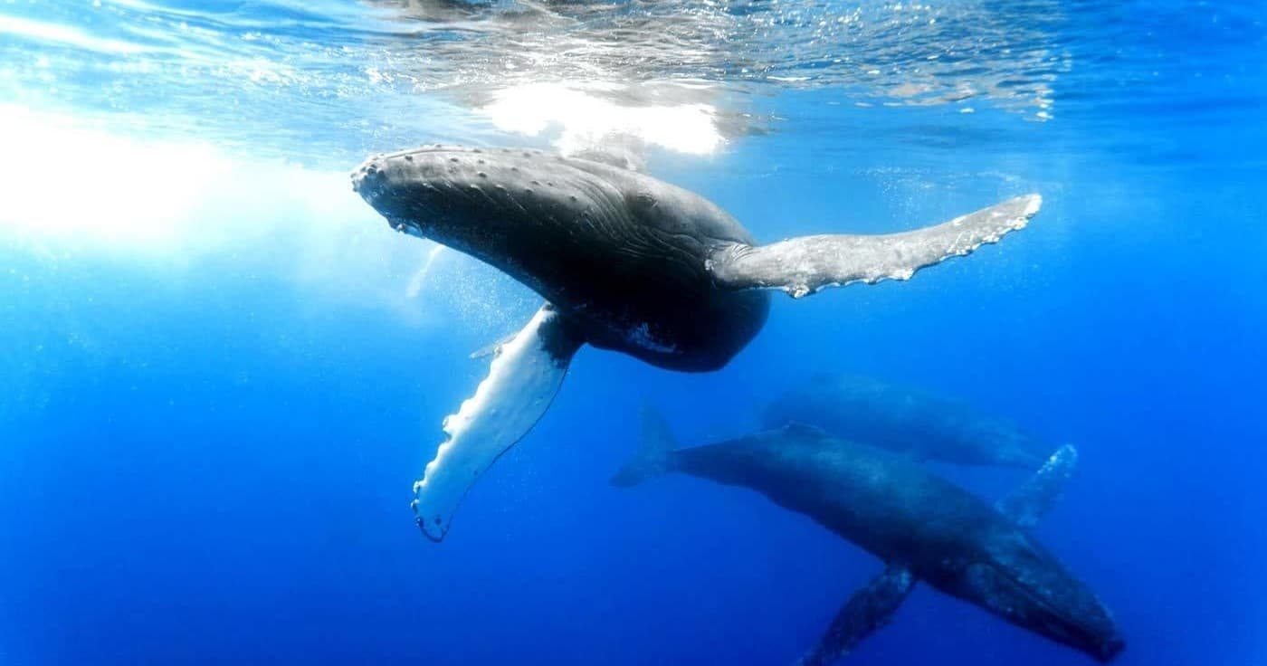 Whale Watching Adventure