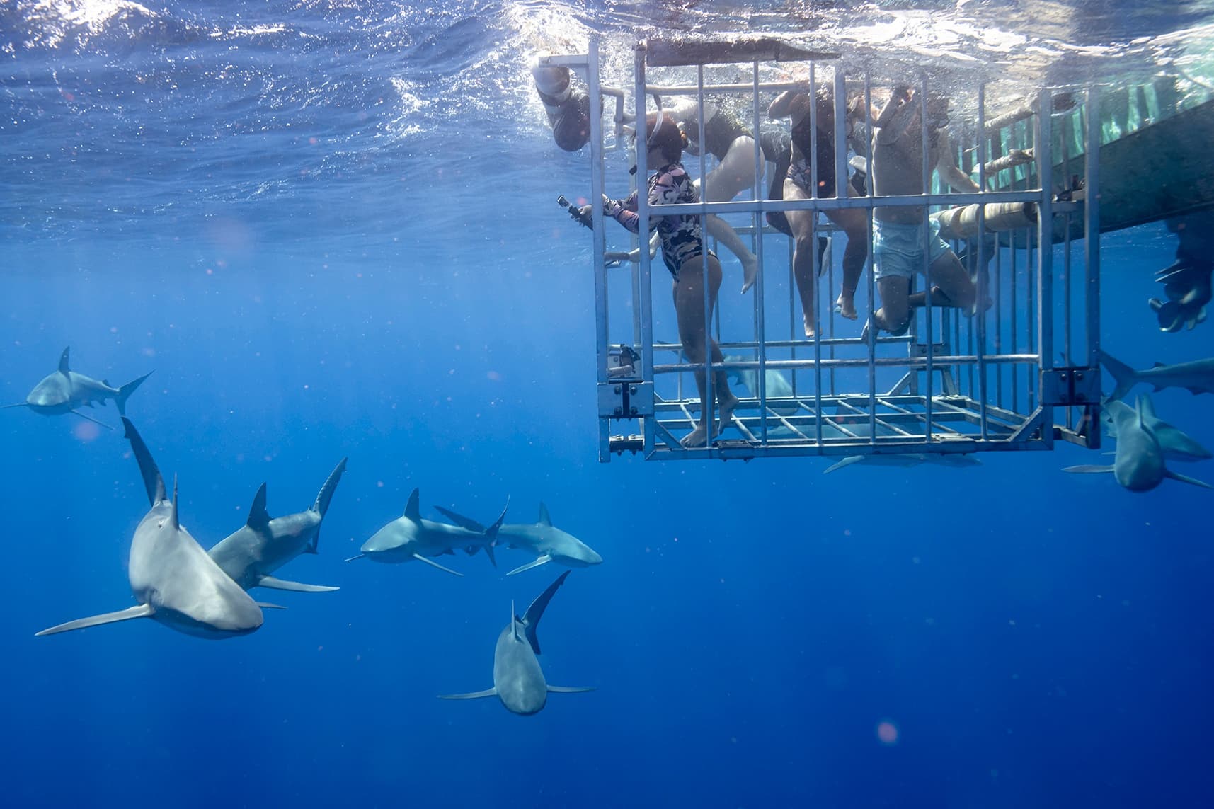 Shark Cage Tour Photos