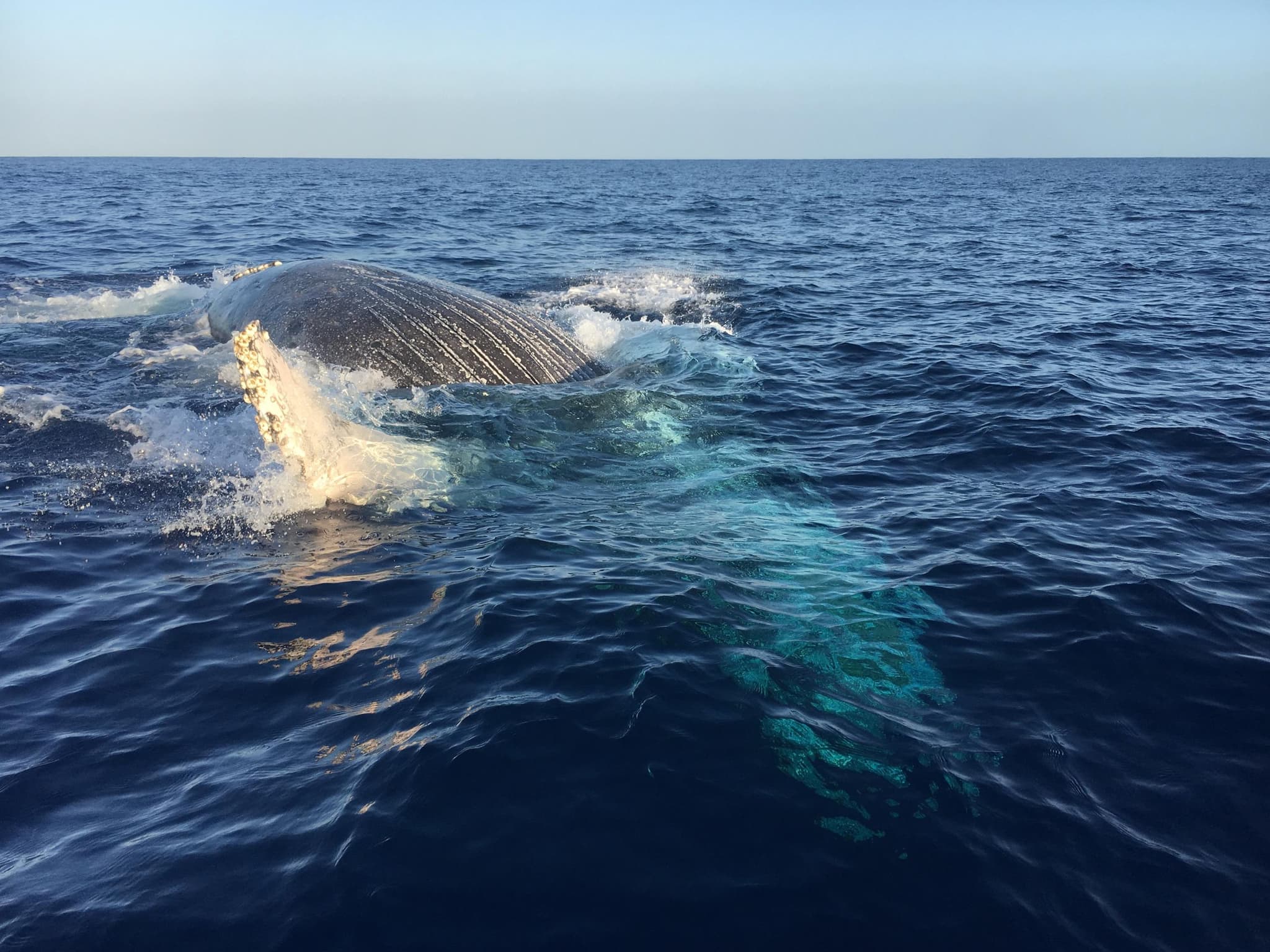 Kauai's Ultimate WEST SIDE Whale & Dolphin Zodiac Boat Adventure