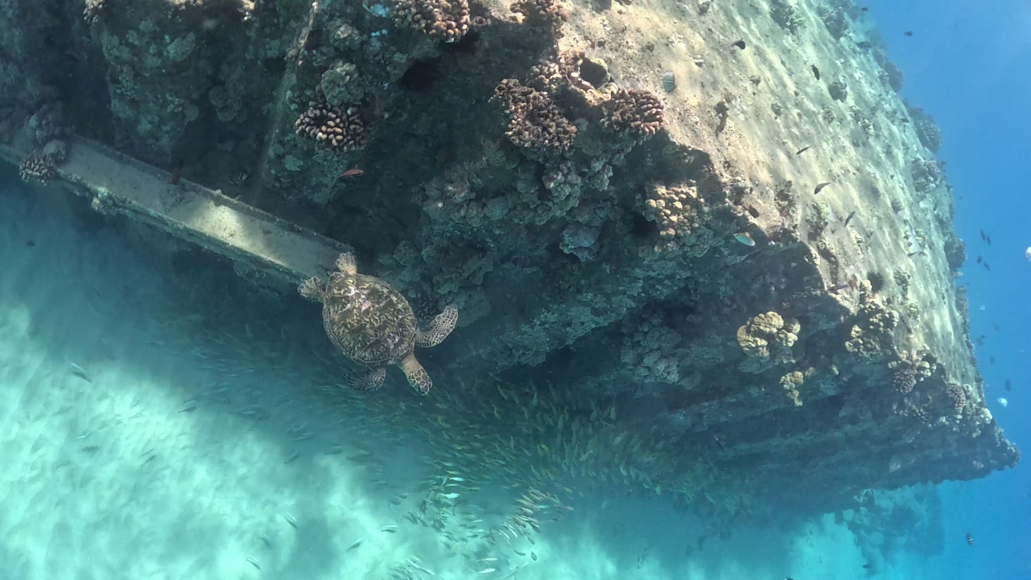Private Snorkel Tour from Shore