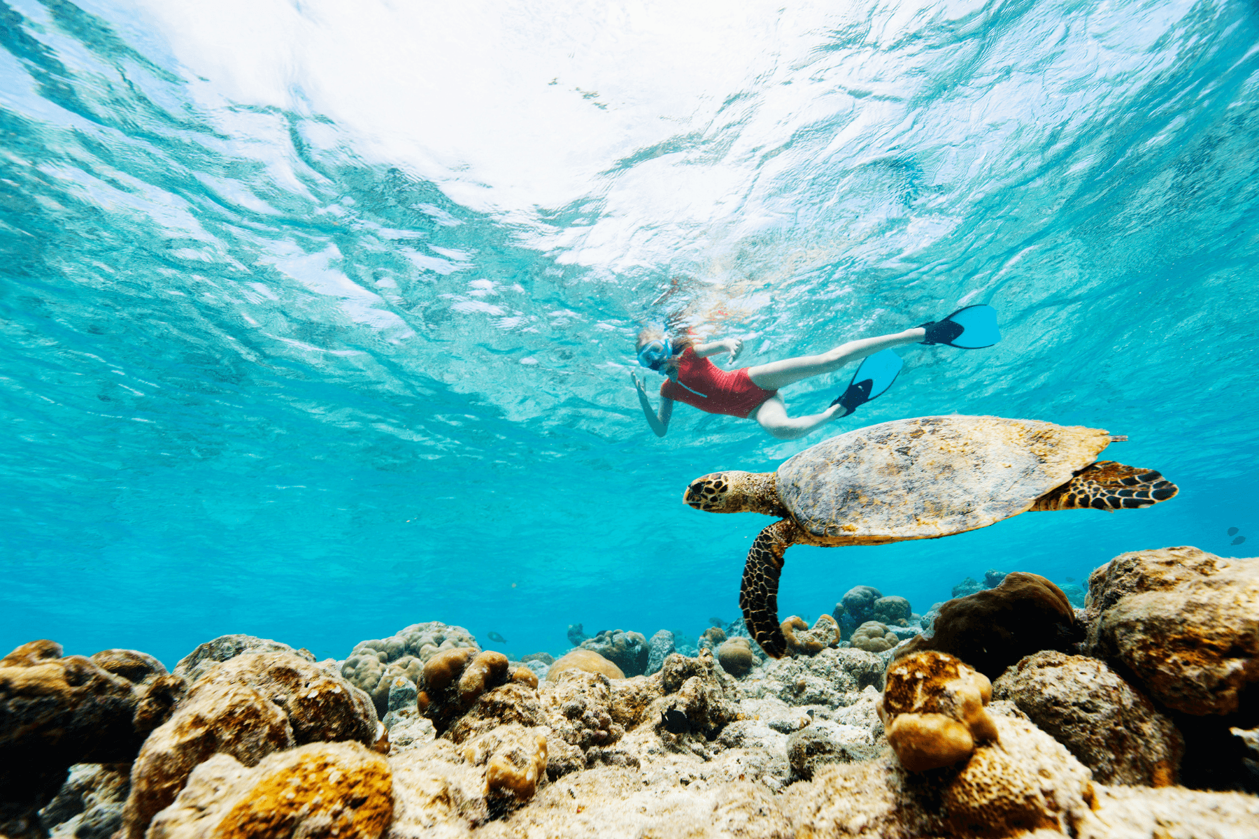 PRIVATE North Shore Tour: Swim with Turtles