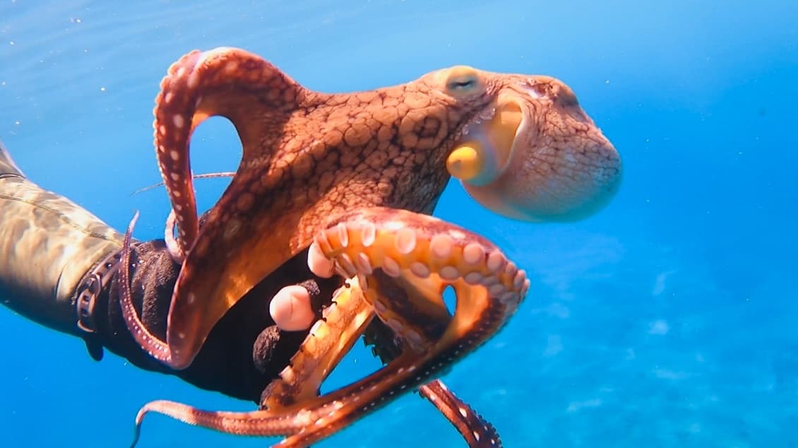 Private Discover Scuba