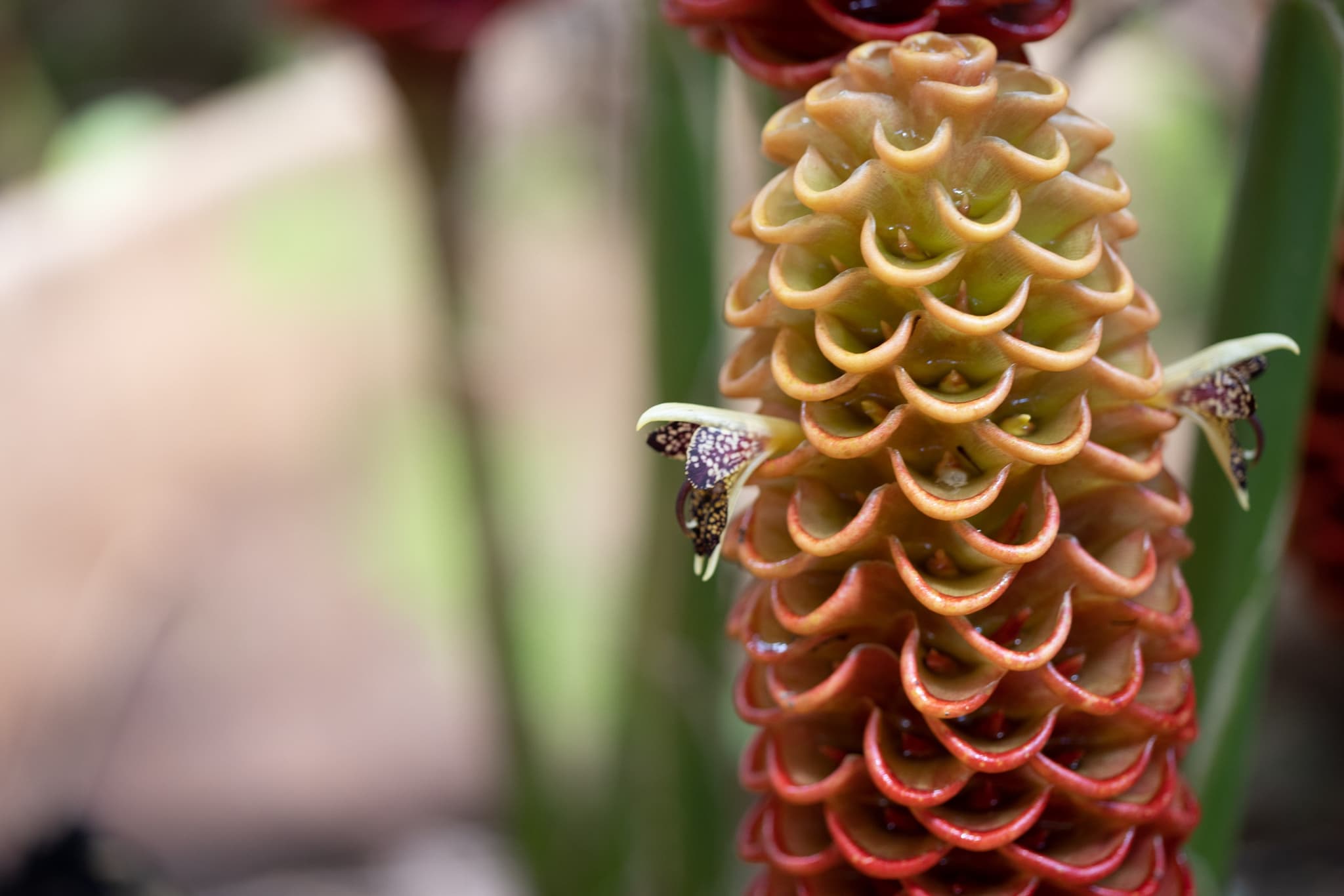 Ko’olau Waterfall Hike