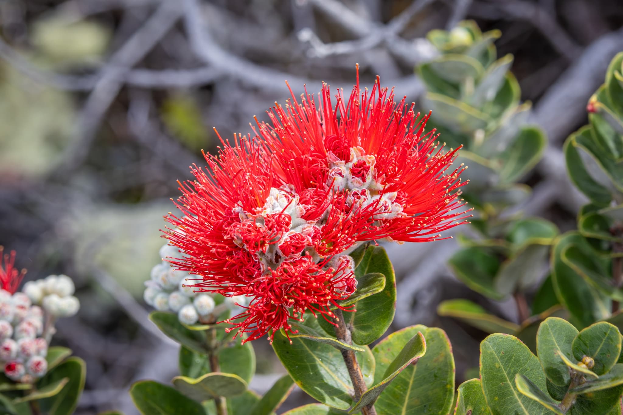 Big Island Plants and Flowers