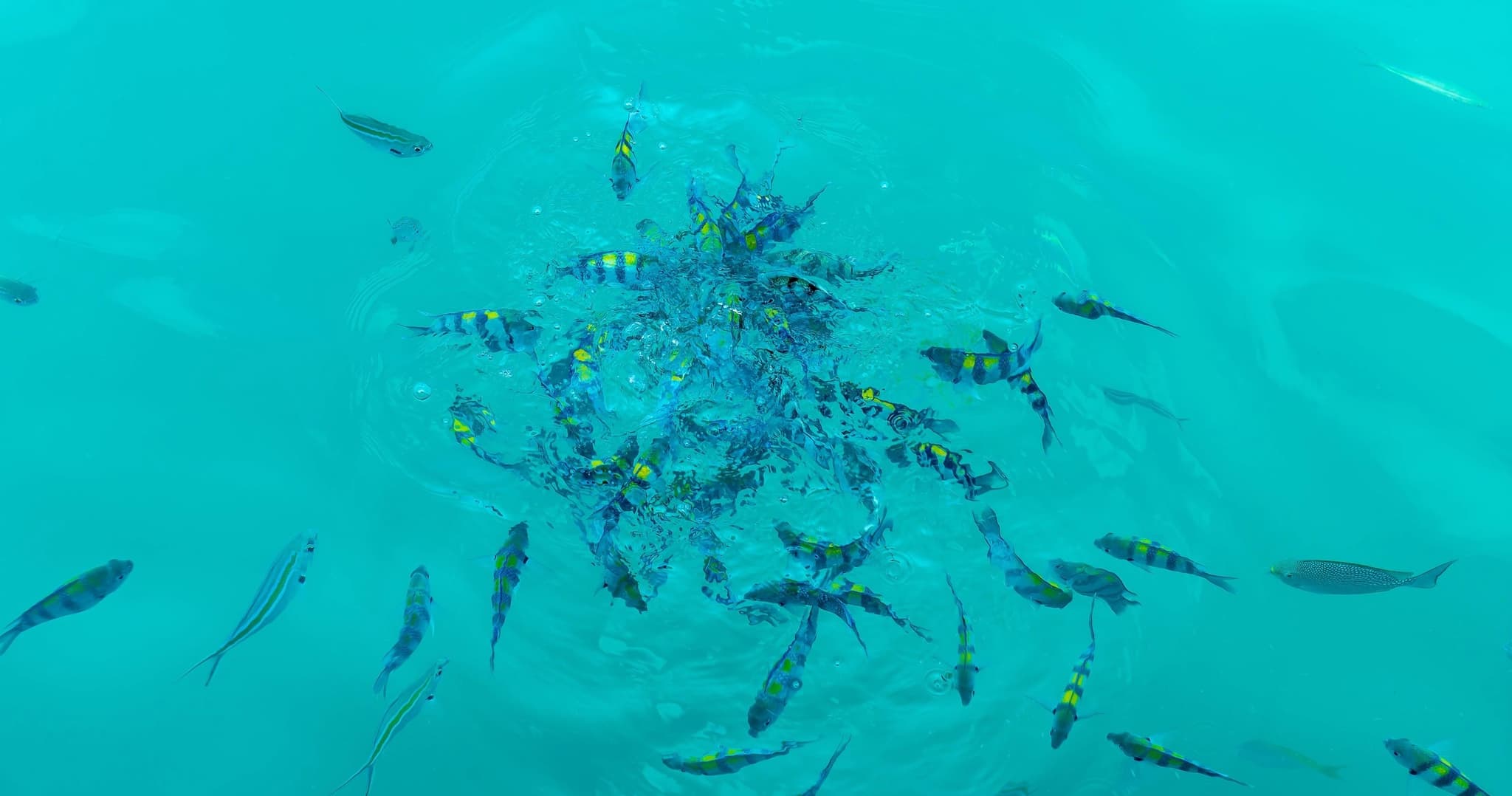 OCEAN SAFARI [Wildlife Boat Tour]