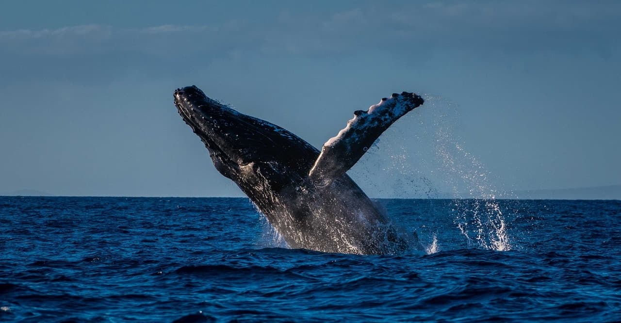 Whale Photo Boat Tour