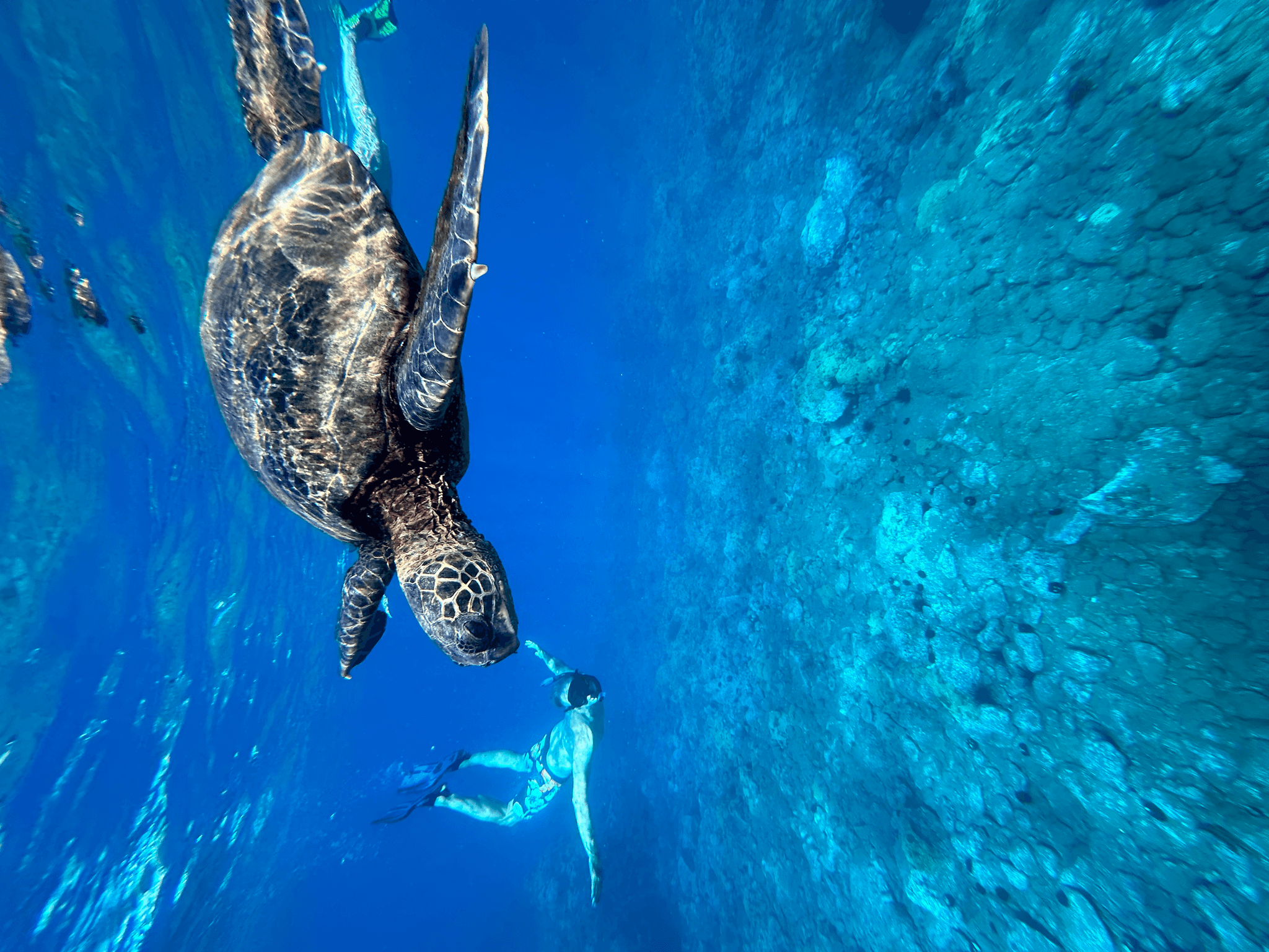 Maui Snorkel & Picnic Tour