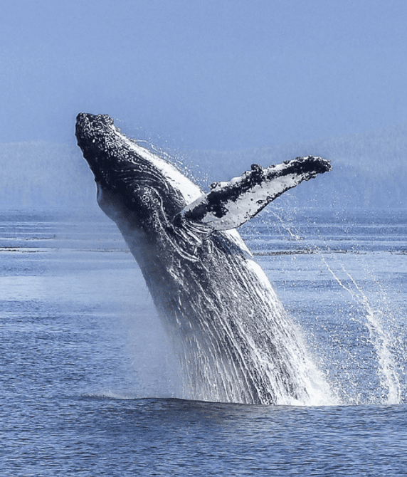 Whale Watching Tour