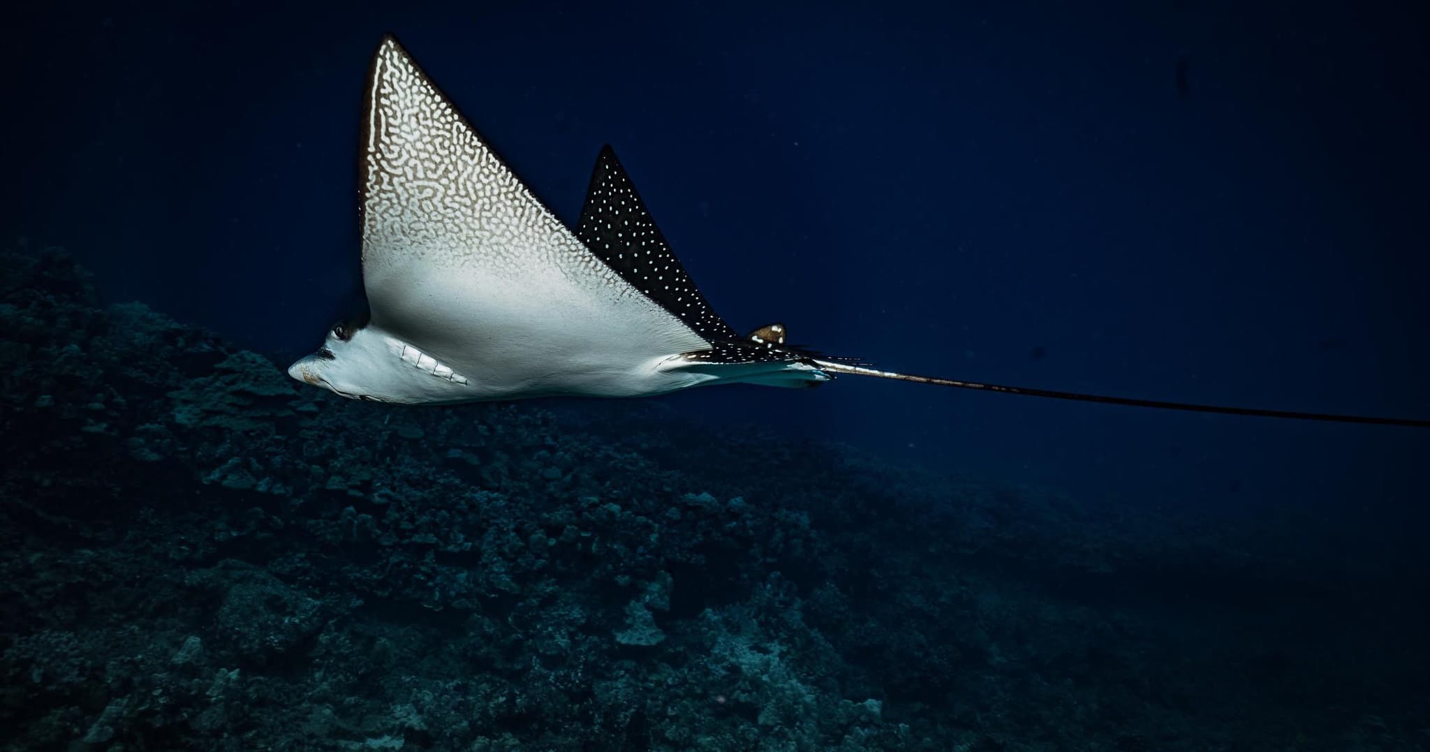 Hammerhead Drift 2 Tank Dive