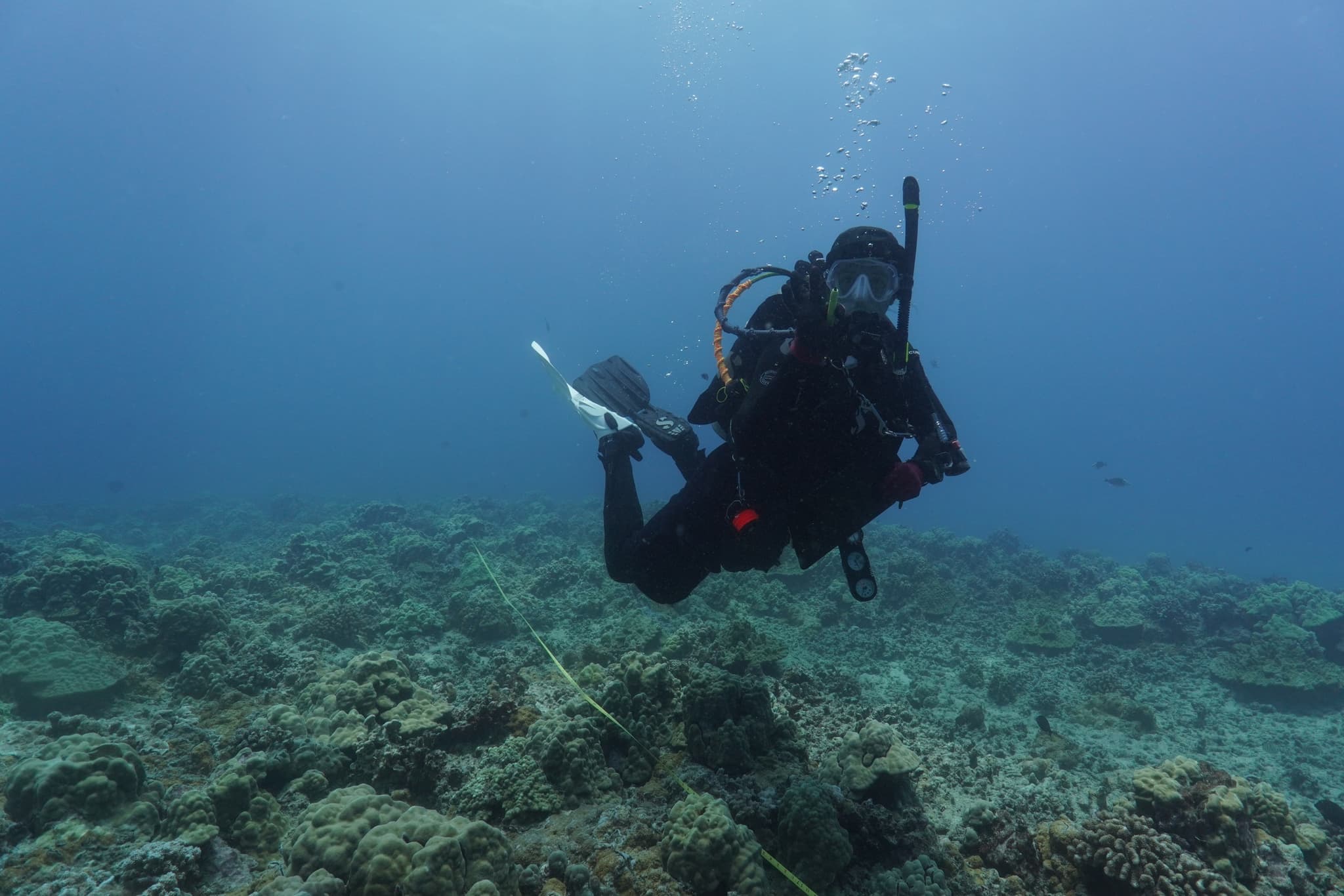 Scientific Divemaster Internship
