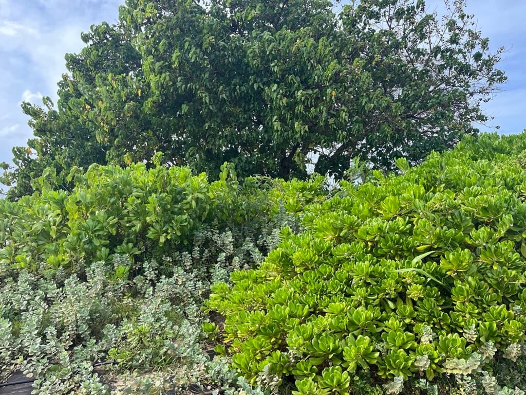 Malama Hawaii Planting Tour