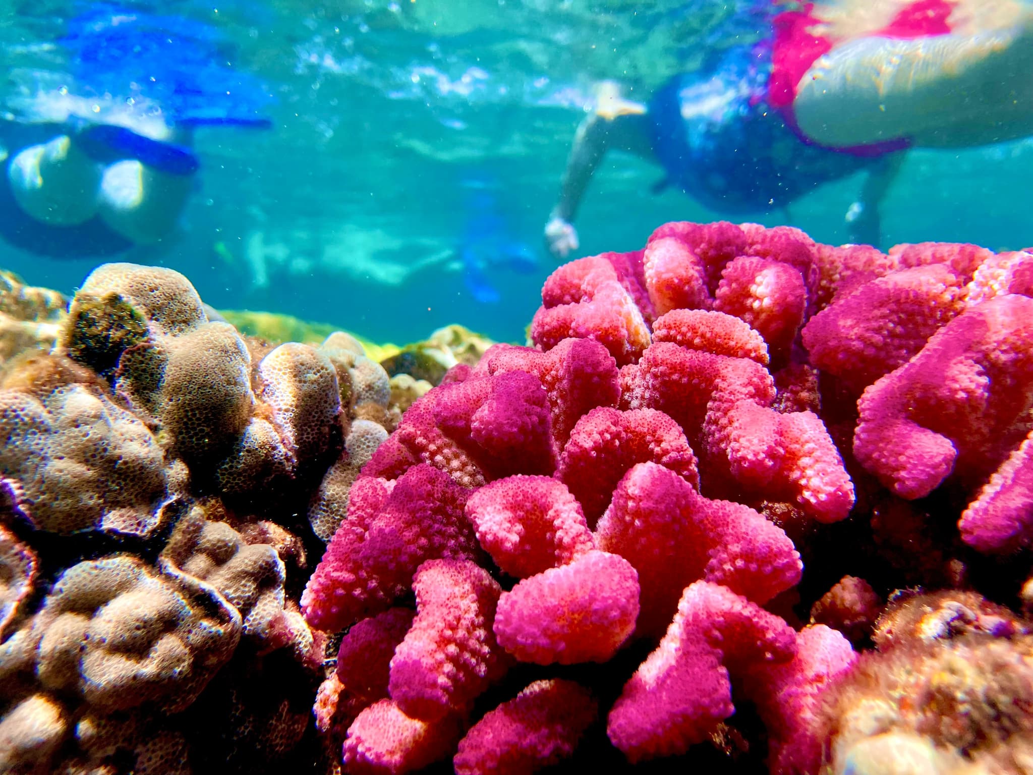 Beach Snorkel - Sea Turtle Lagoon and Black Sand Beach