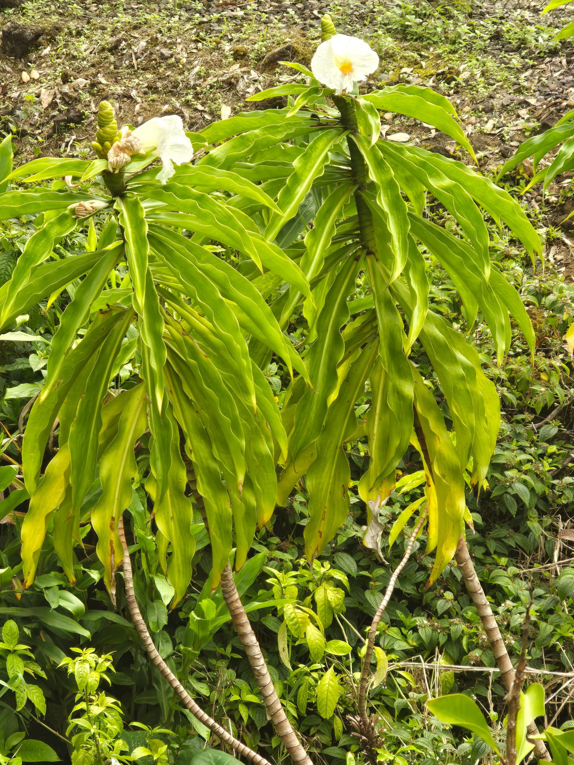 Private Halfway to Hana Tour