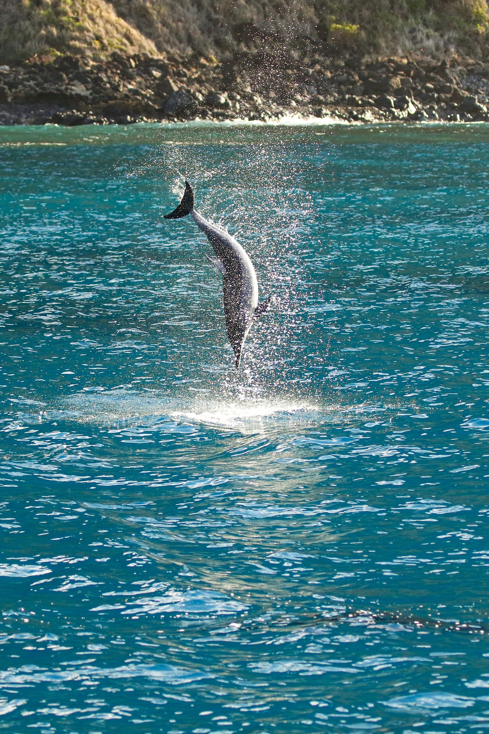 Whale Tail and Sunset Sail