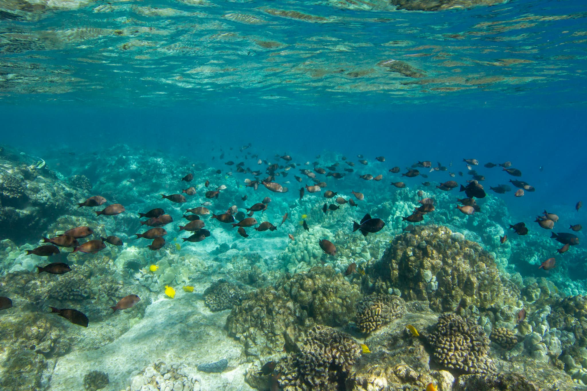 Afternoon Kealakekua Bay Snorkel