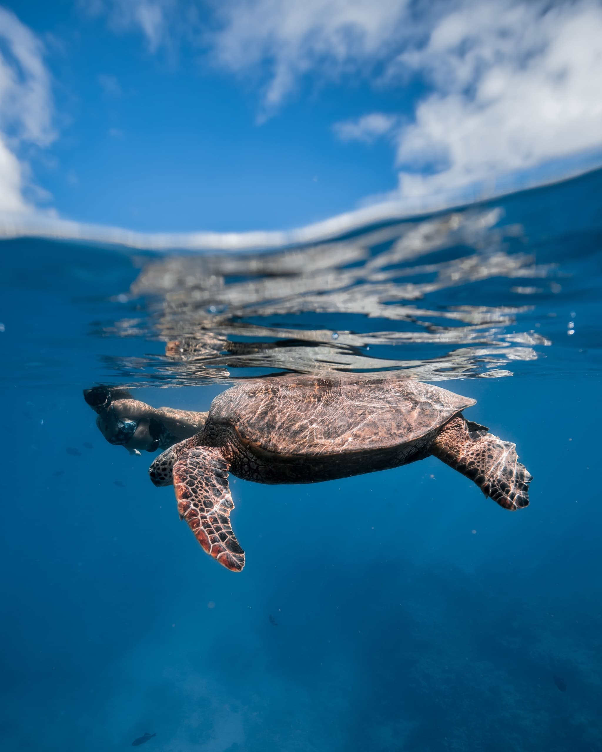Turtle Canyon Snorkel (Semi-Private Boat Tour)