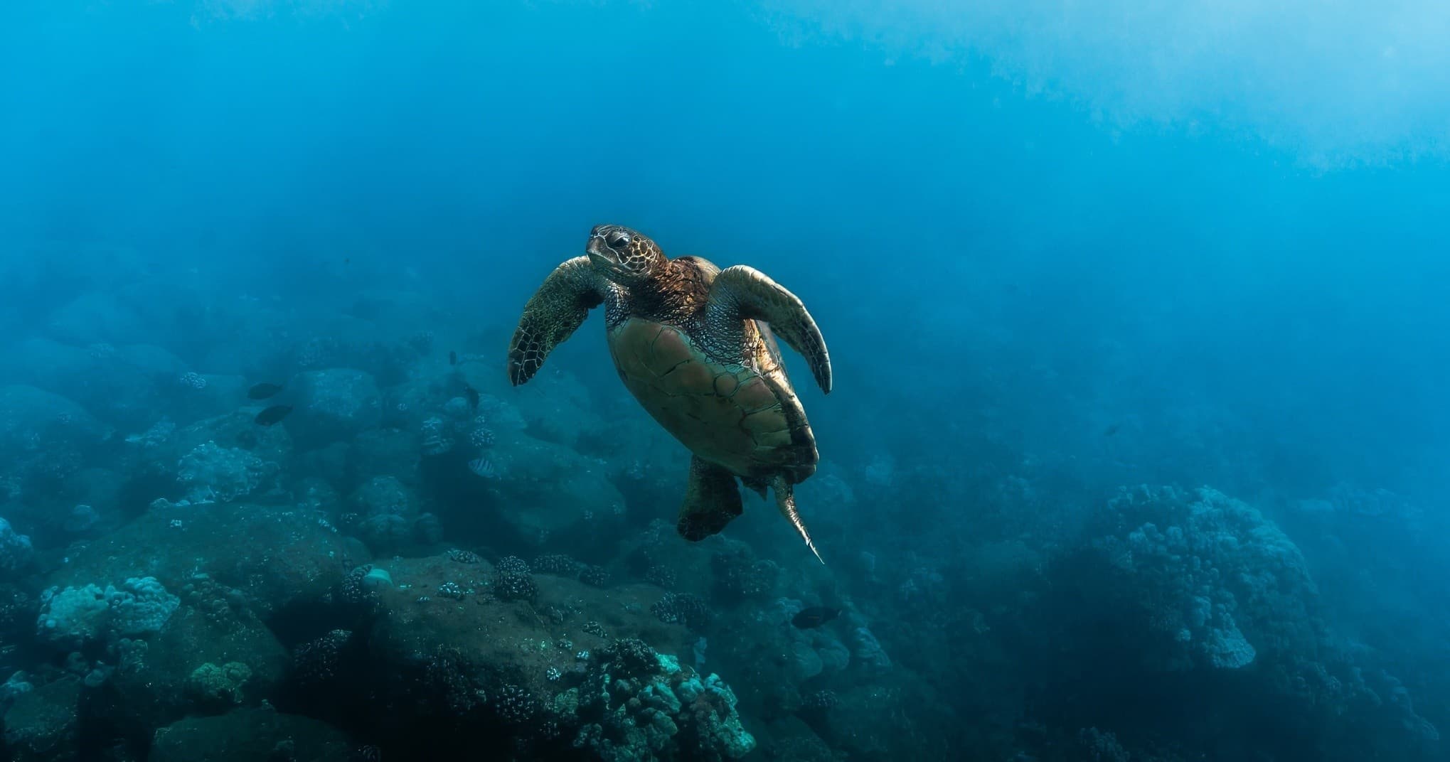 Koloa Landing 2-Tank Shore Dive