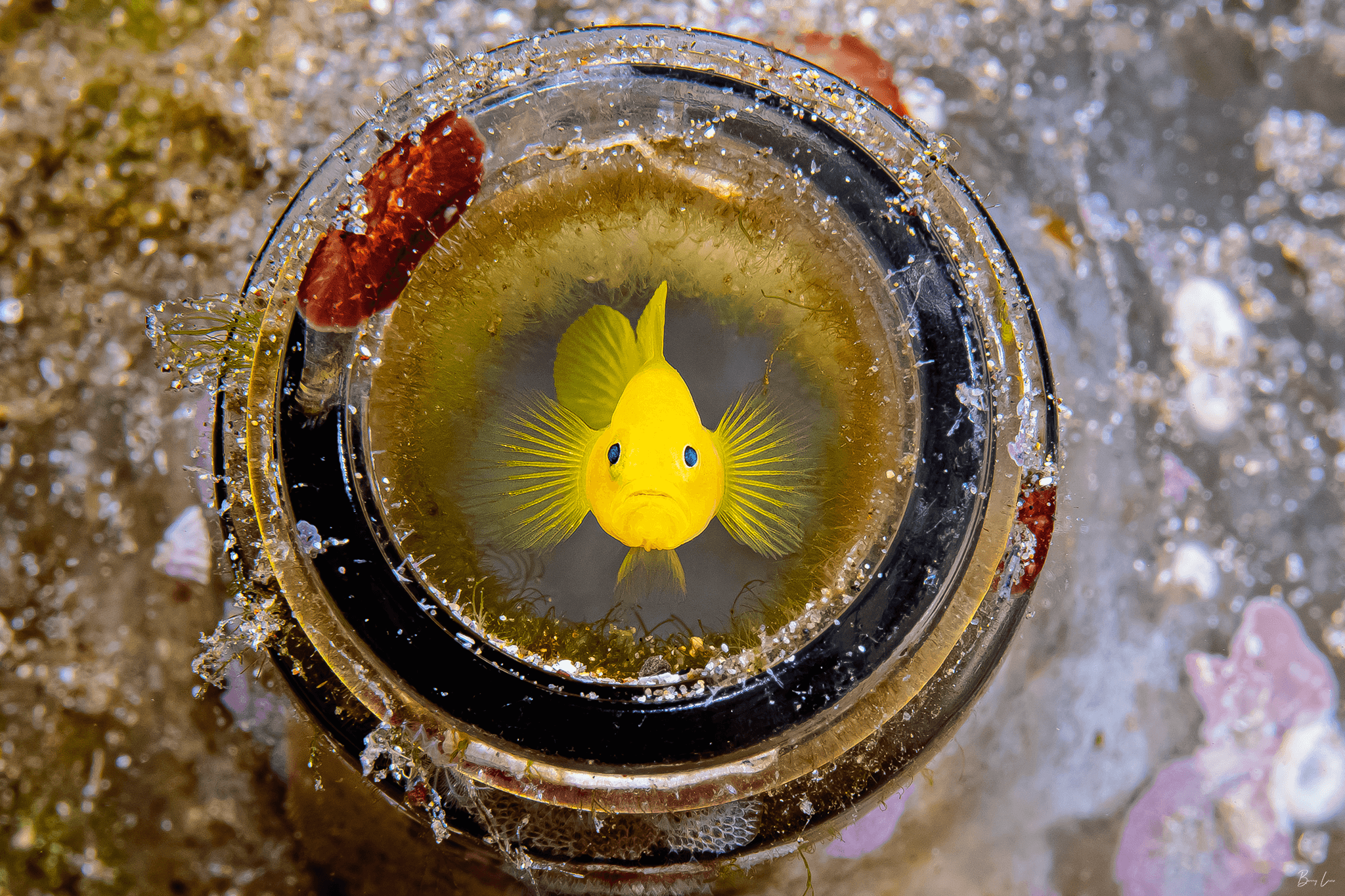 1 Diver - Private Two Tank Excursion with Barry