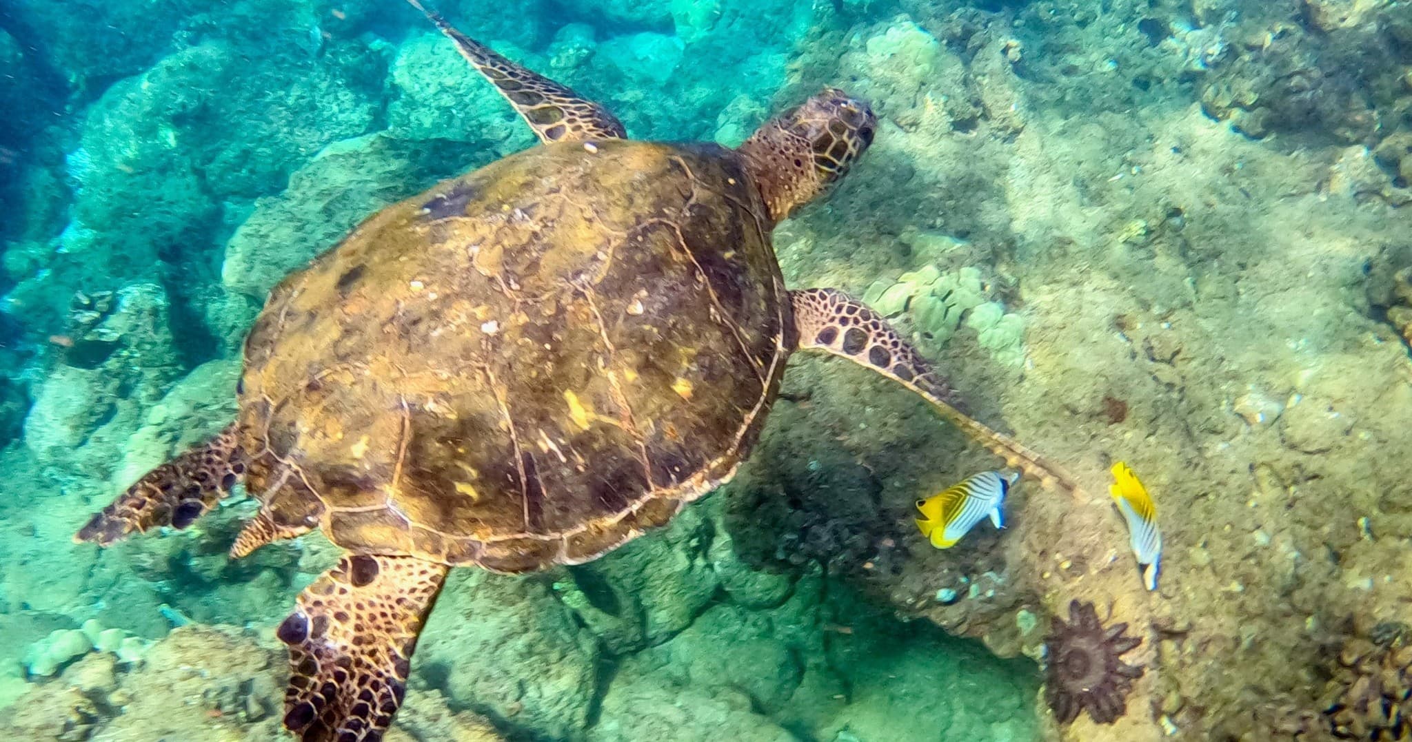 Snorkeling for Non-Swimmers Guided Tour - Wailea Beach