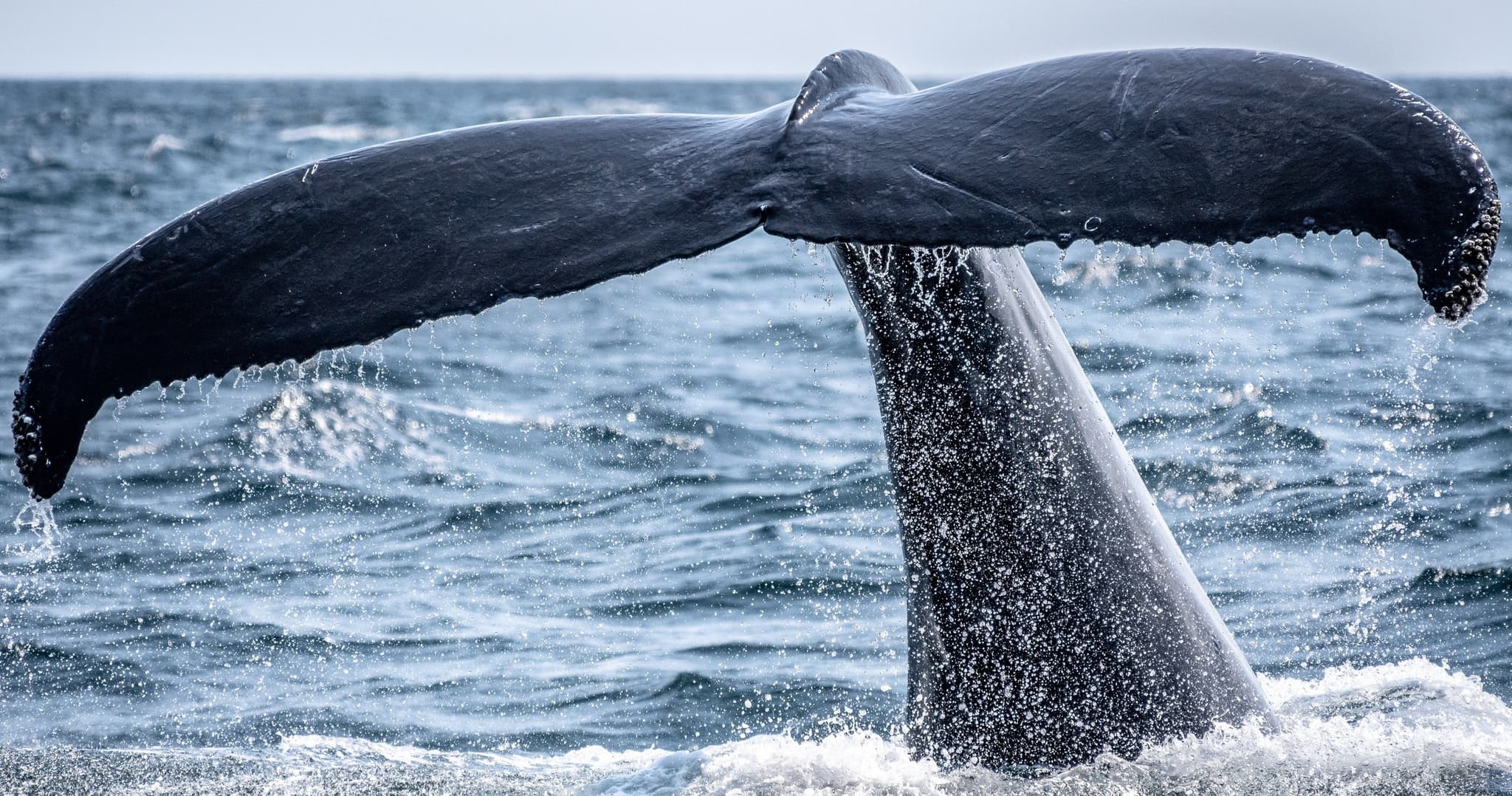 Public Whale Watching Tours