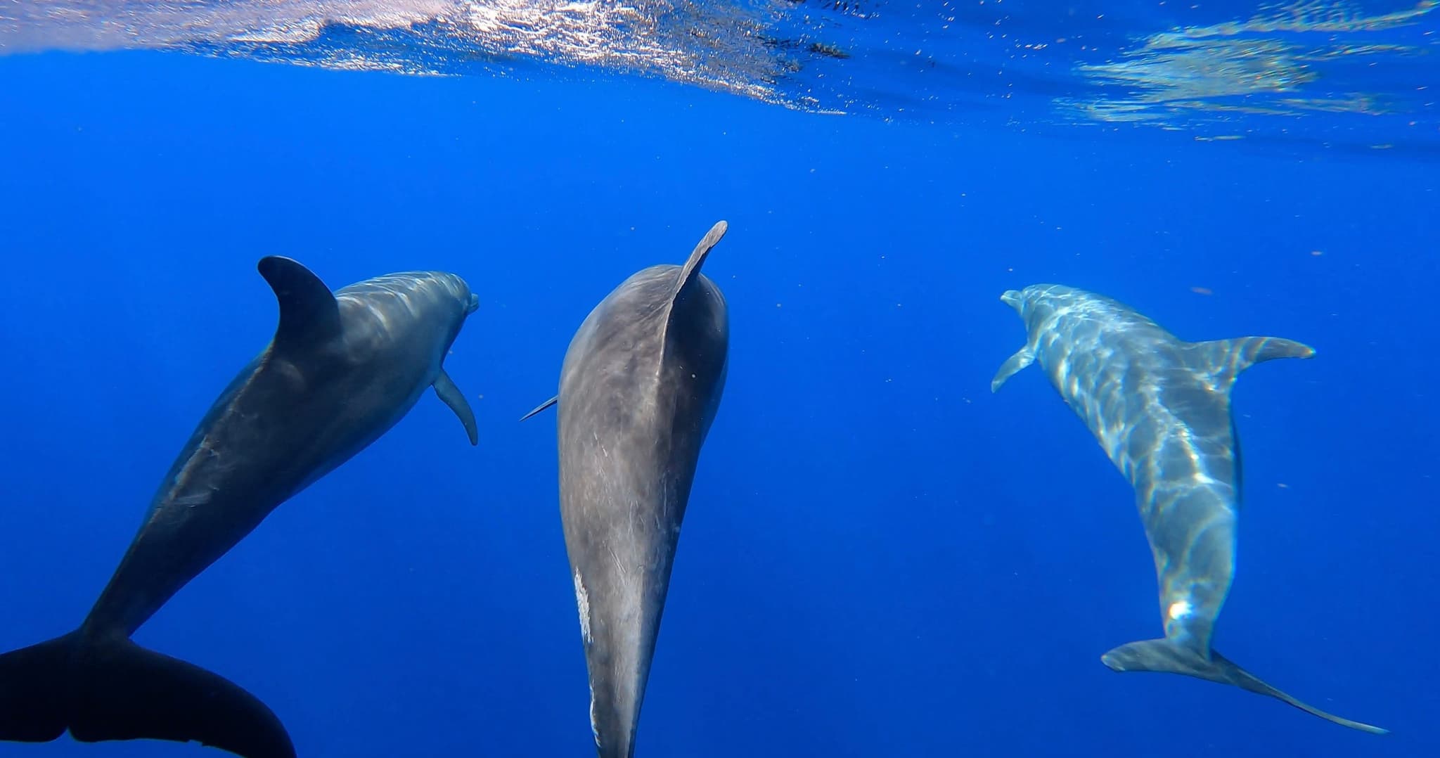 SCUBA Lana'i: 2 Tank Adventure