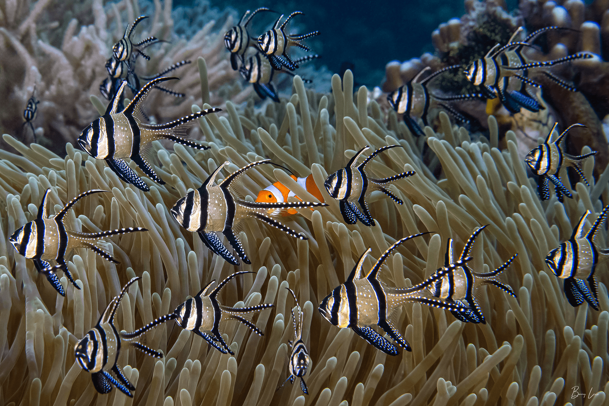 4 Divers for 3 Days - Private PADI Certification with Barry