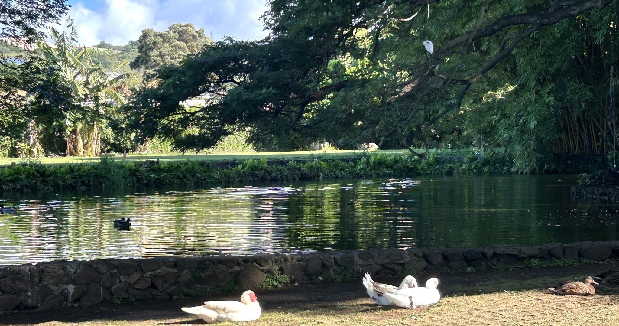 Forest Bathing at Moanalua Gardens