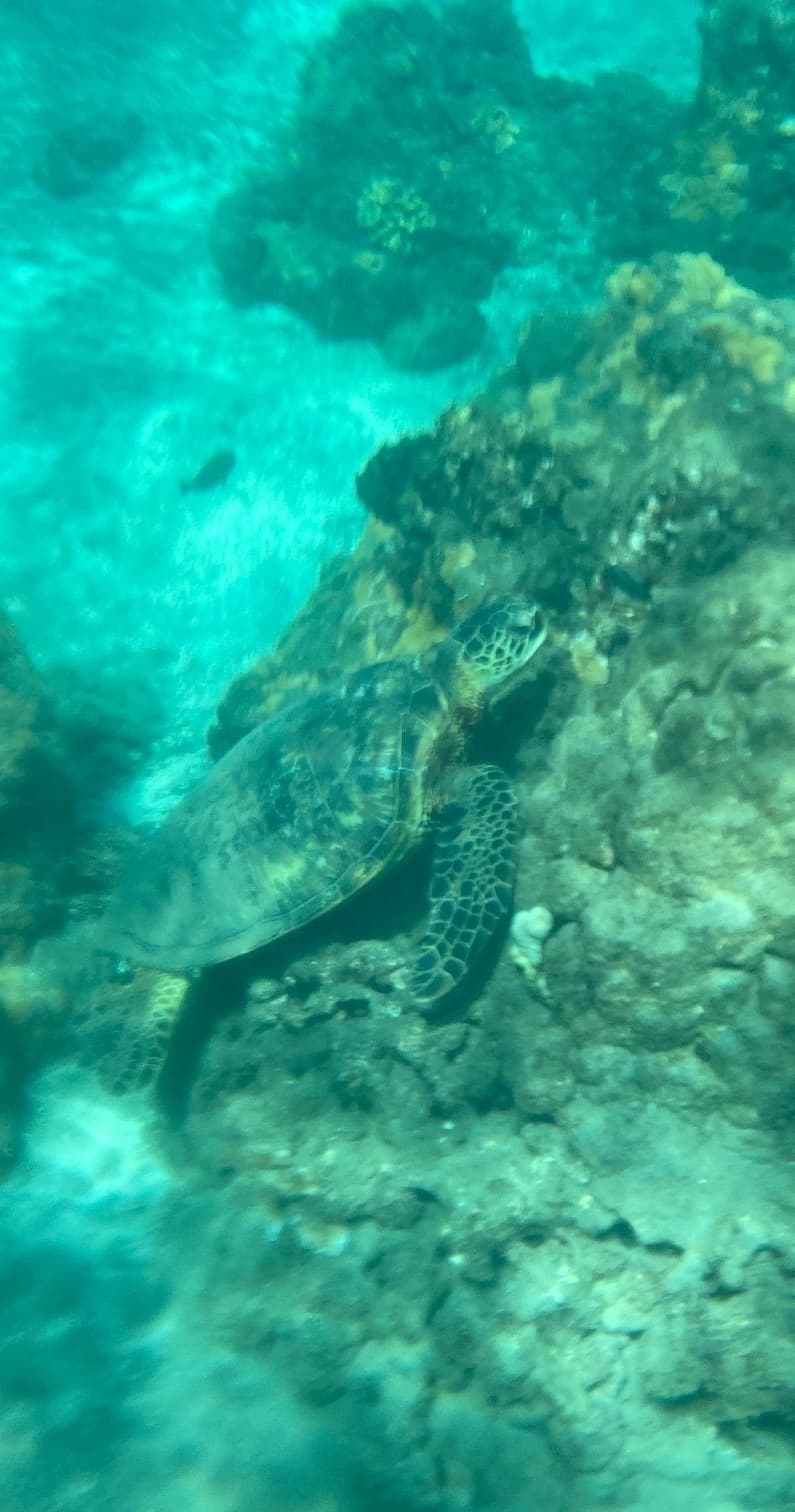 We Go! Guided Eco Snorkeling Adventure