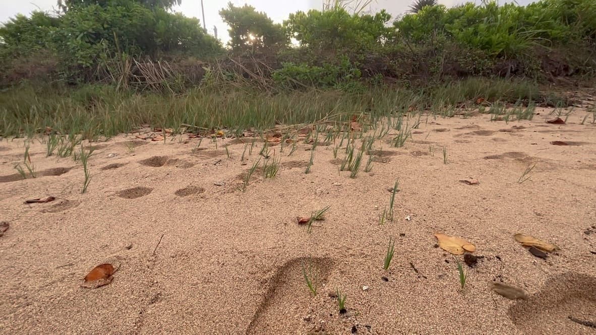 Malama Hawaii Planting Tour