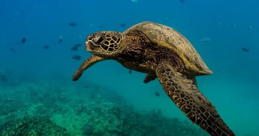 Private Boat Charter