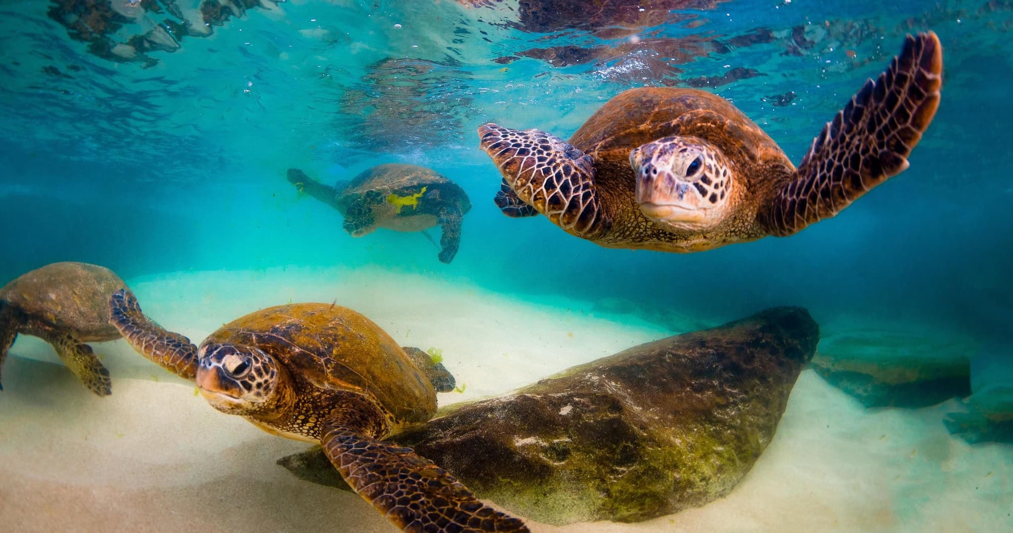 Kauai’s Ultimate Guided Shore Snorkeling Adventure SOUTH *(NO BOAT)*