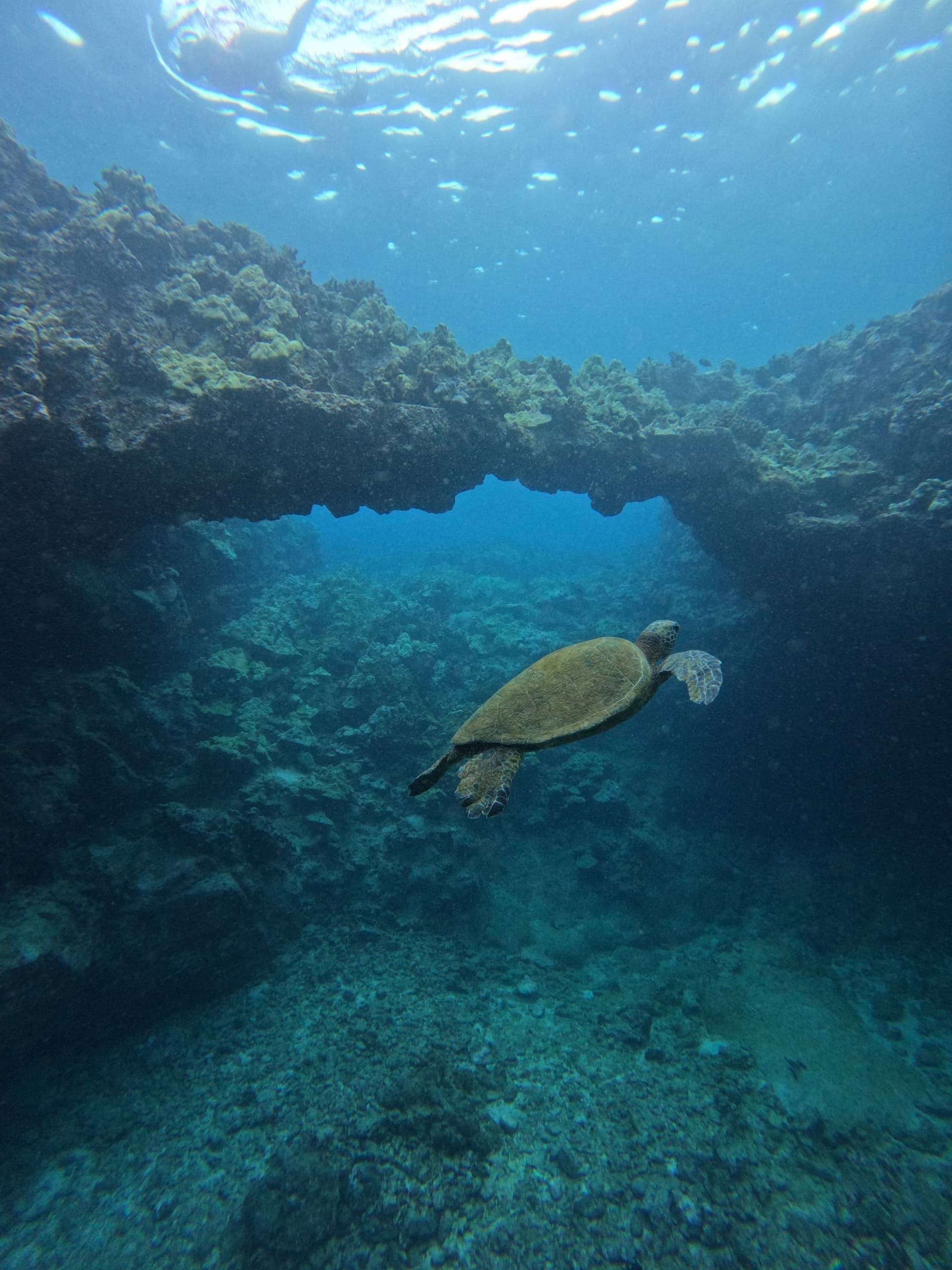 Private Charter Snorkel & Whale Watching