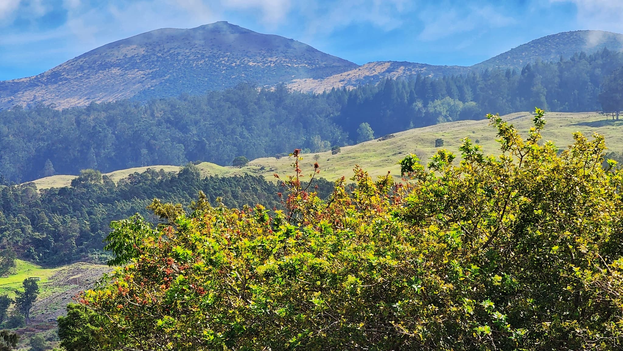 Maui Redwood Experience