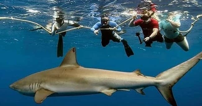 Cage Free Shark Diving