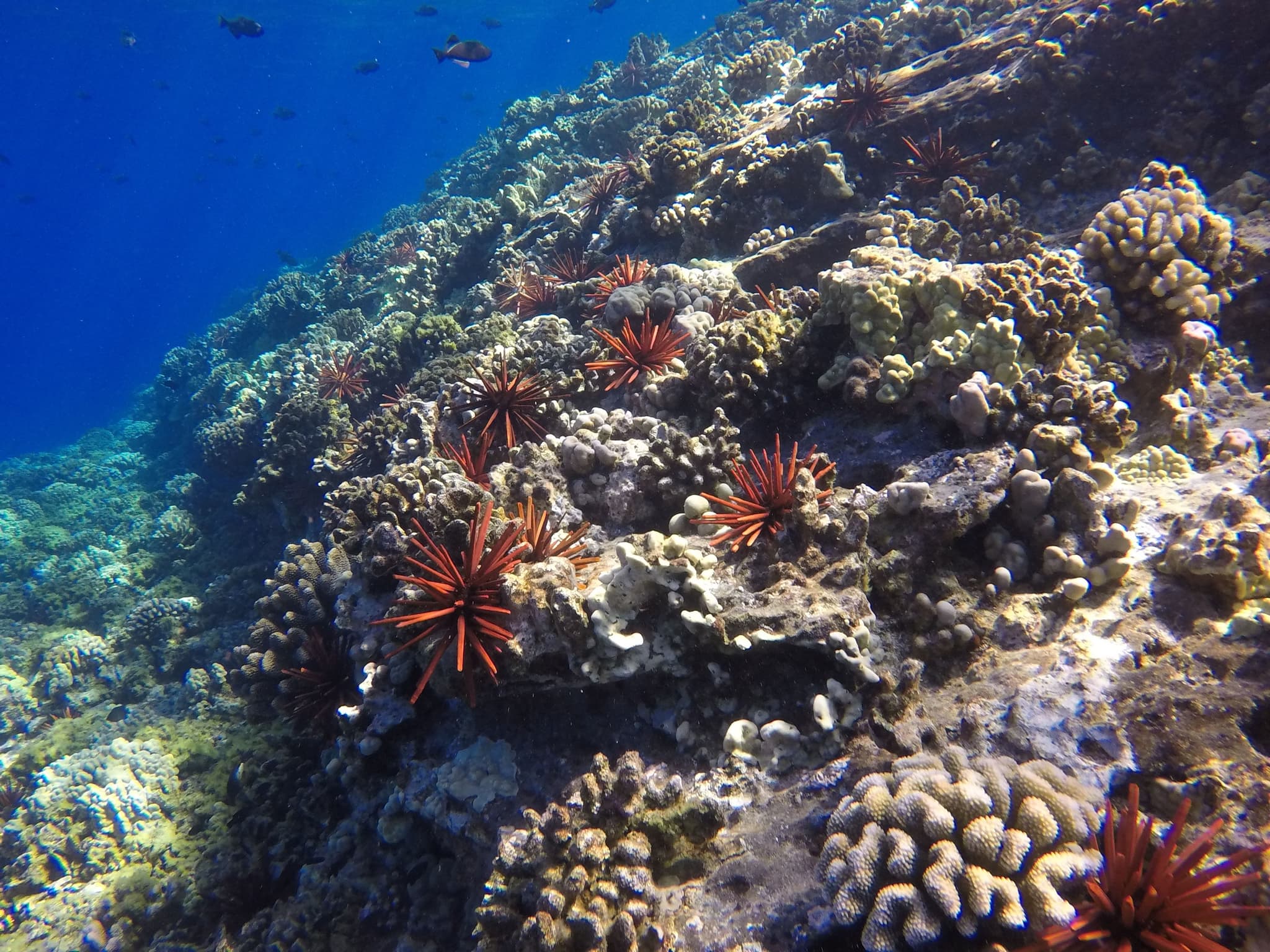 Signature Deluxe Snorkel