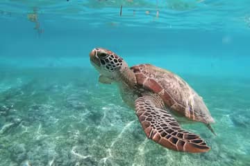 Oahu Ultimate Circle Island Tour- Visiting 21+ Locations