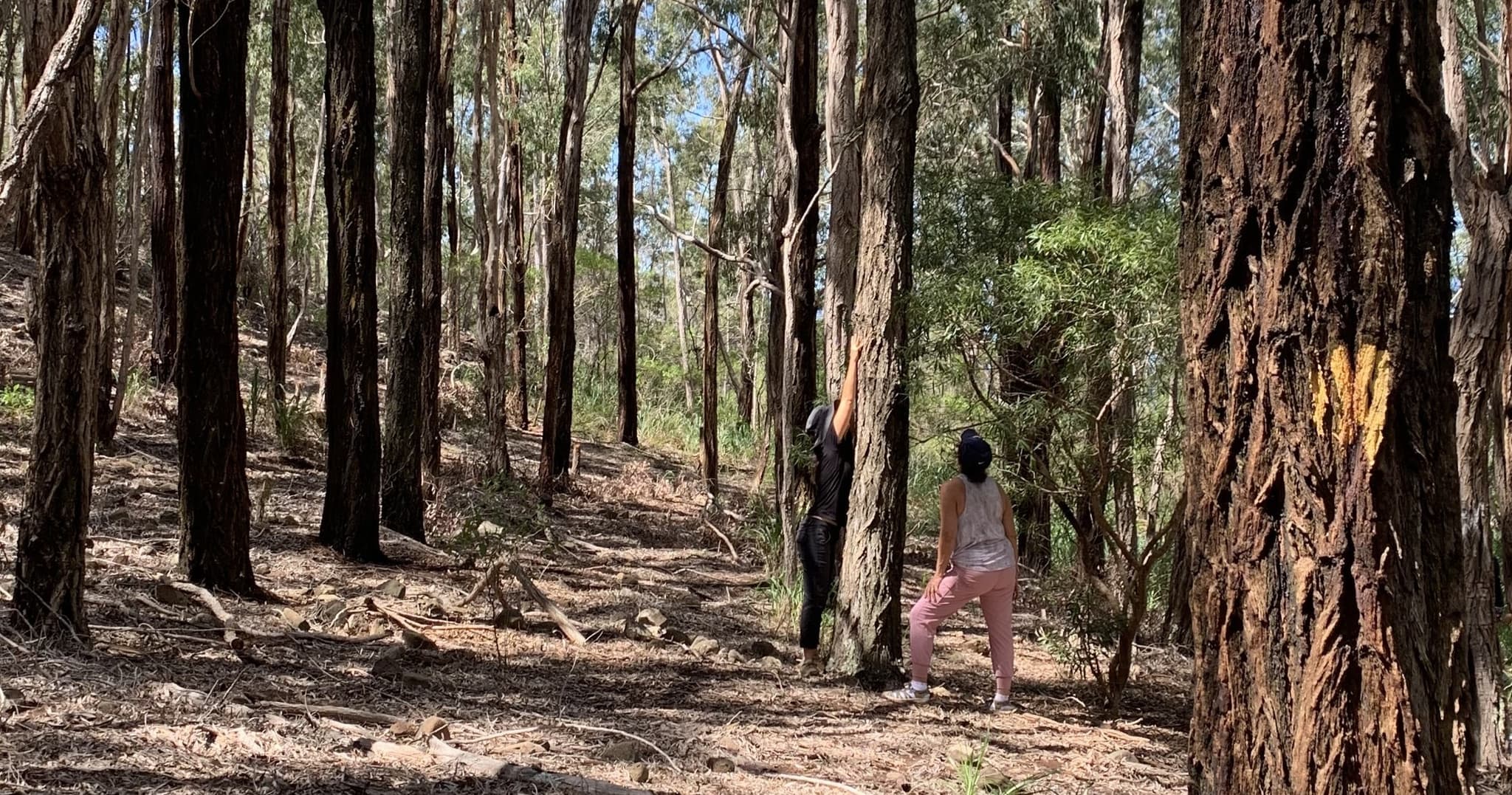 Forest Bathing, Hike, & Moʻolelo