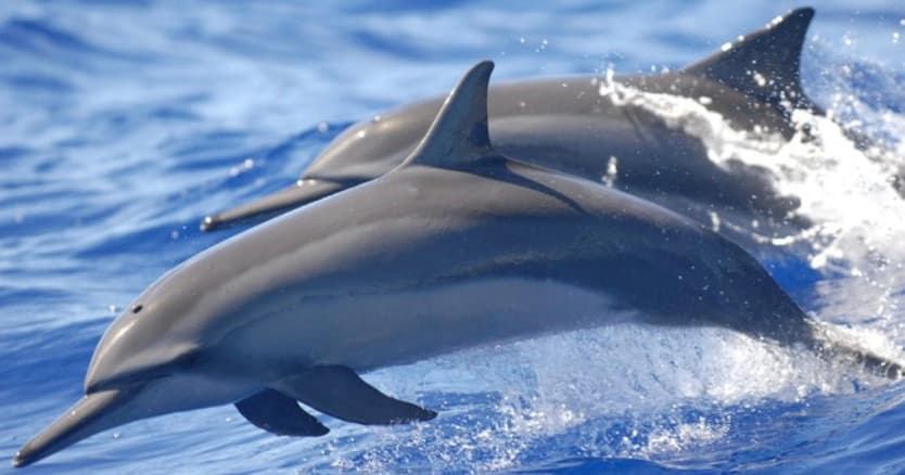 Small Group - Kealakekua Bay Snorkel & Dolphin Adventure | Departs Keauhou Bay