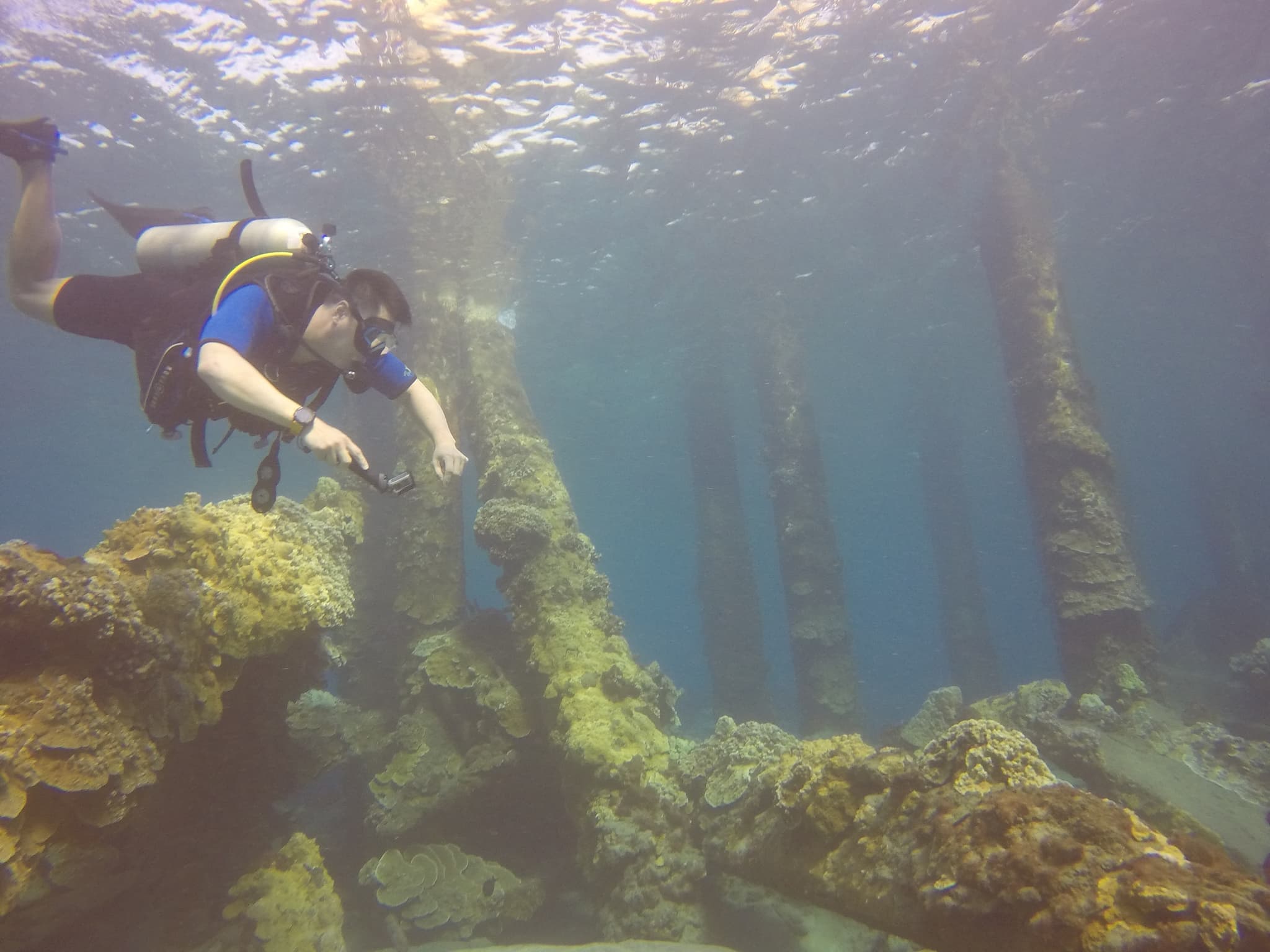 Shark-Turtle-Wreck-NIGHT Pkg