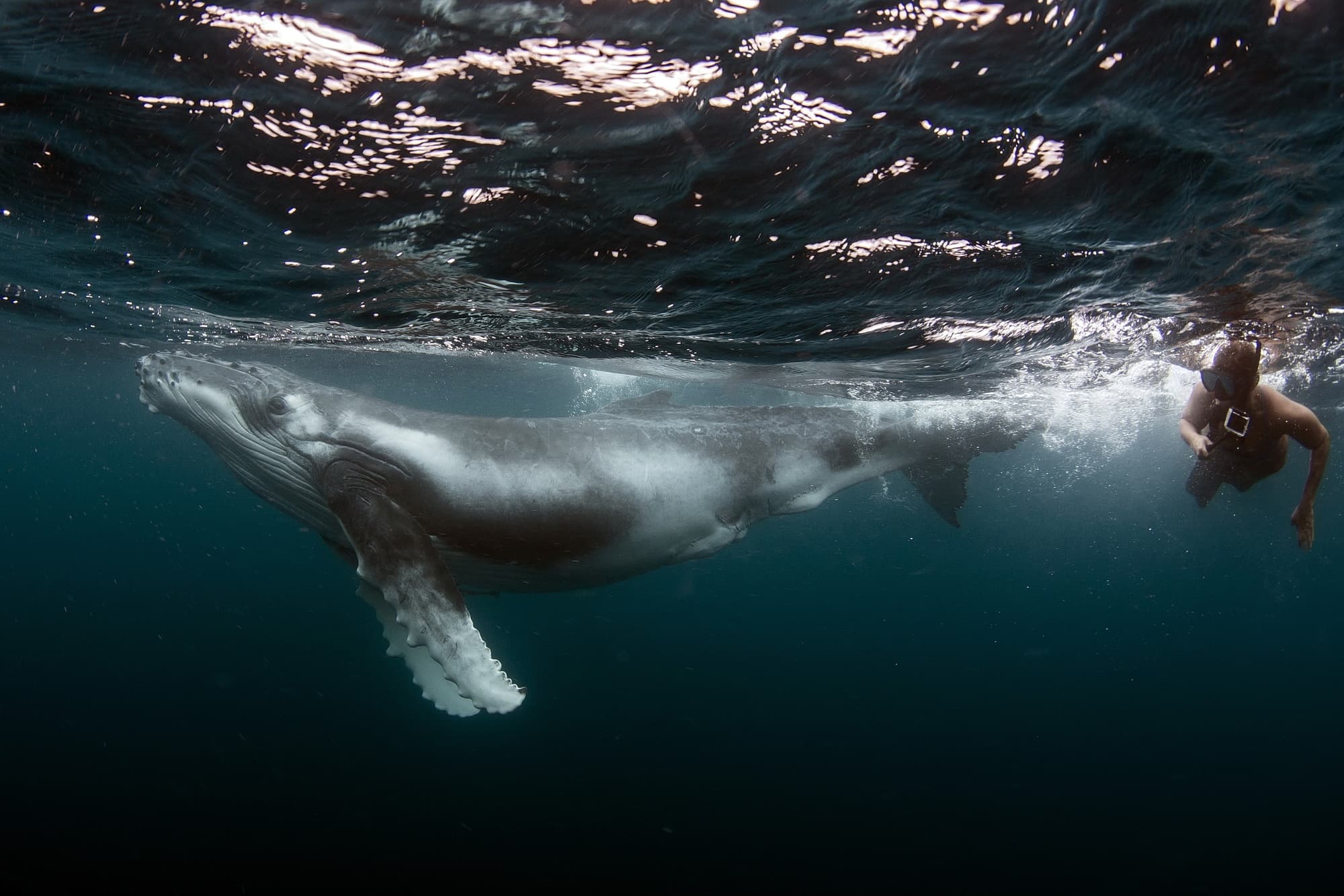 Private Refresher Dive Adventure