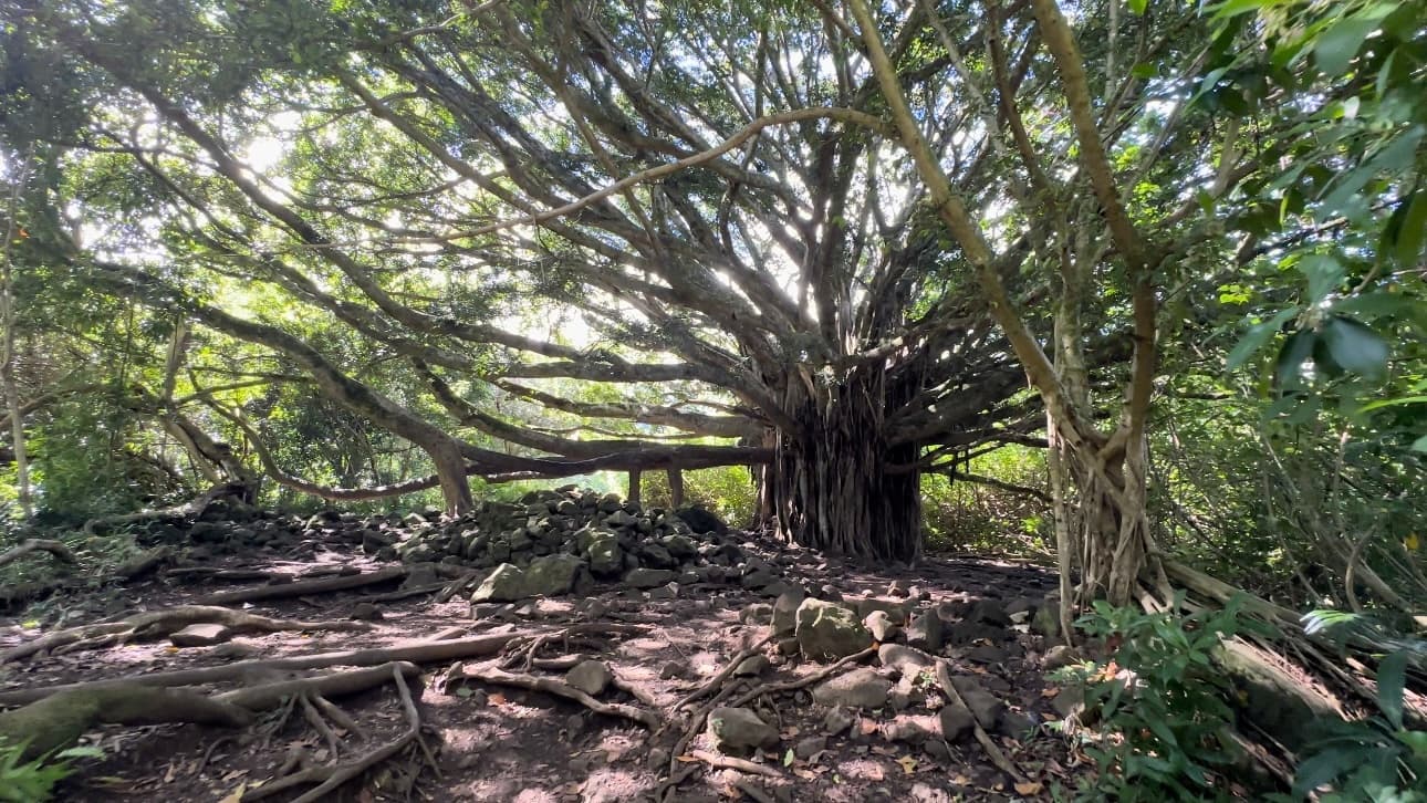 Private Pipiwai Trail Maui Open-Air Jeep Tour
