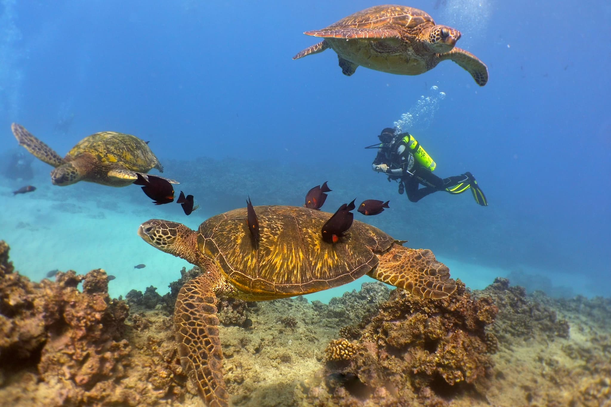 Electric Beach Shallow Reef Dive