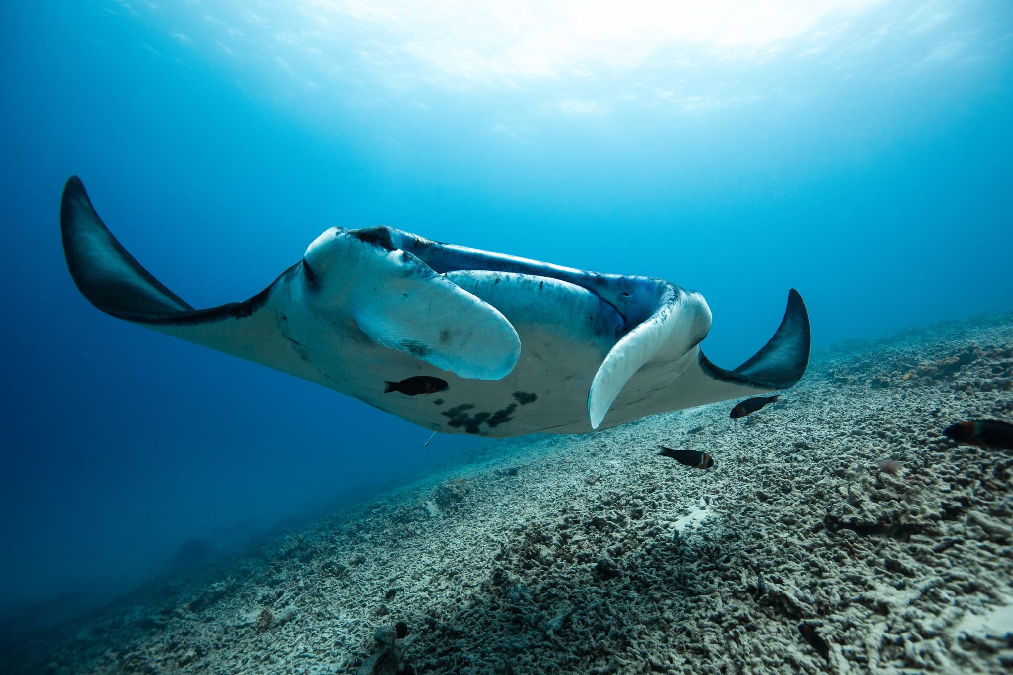 Private Afternoon Charter