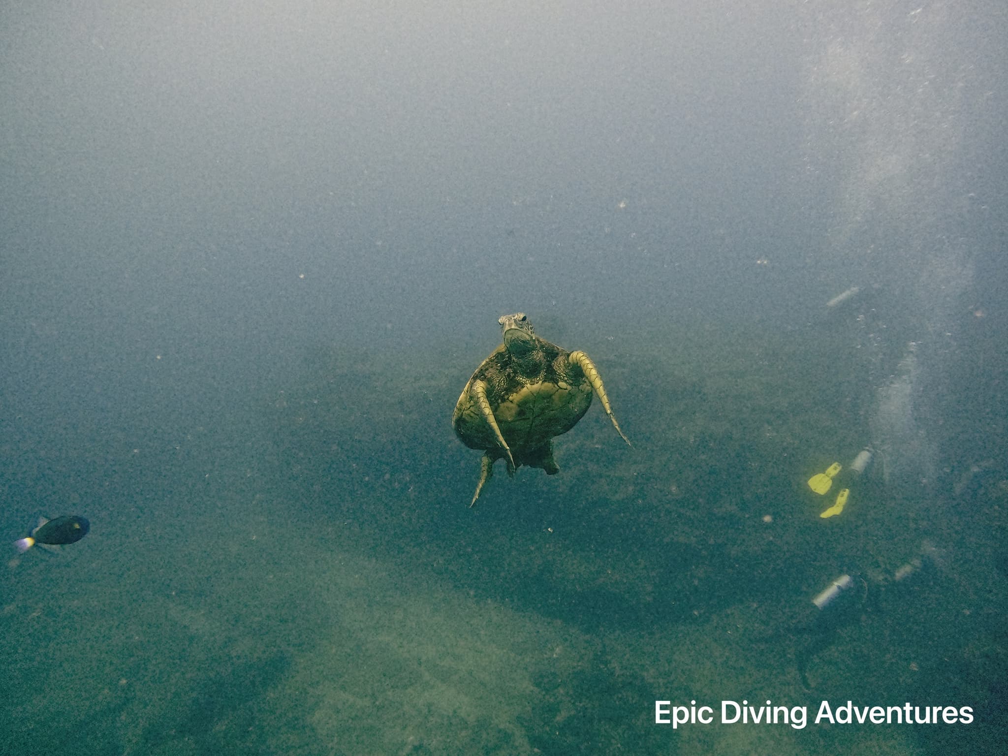 Snorkel with the Hawaiian Honu
