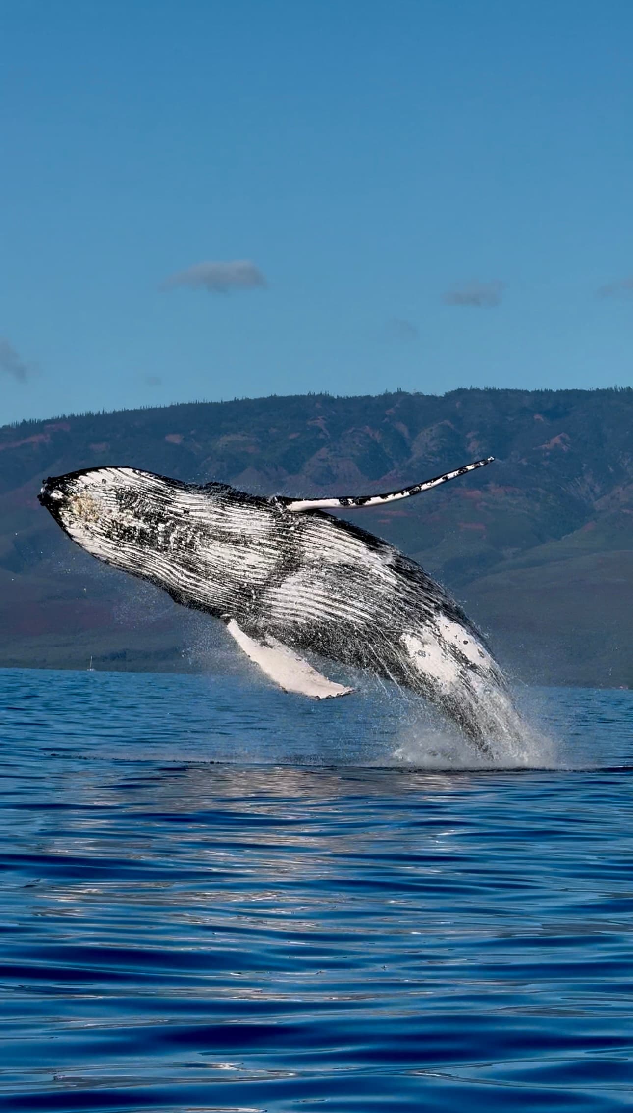 8:50 Prime Time Whale Watch