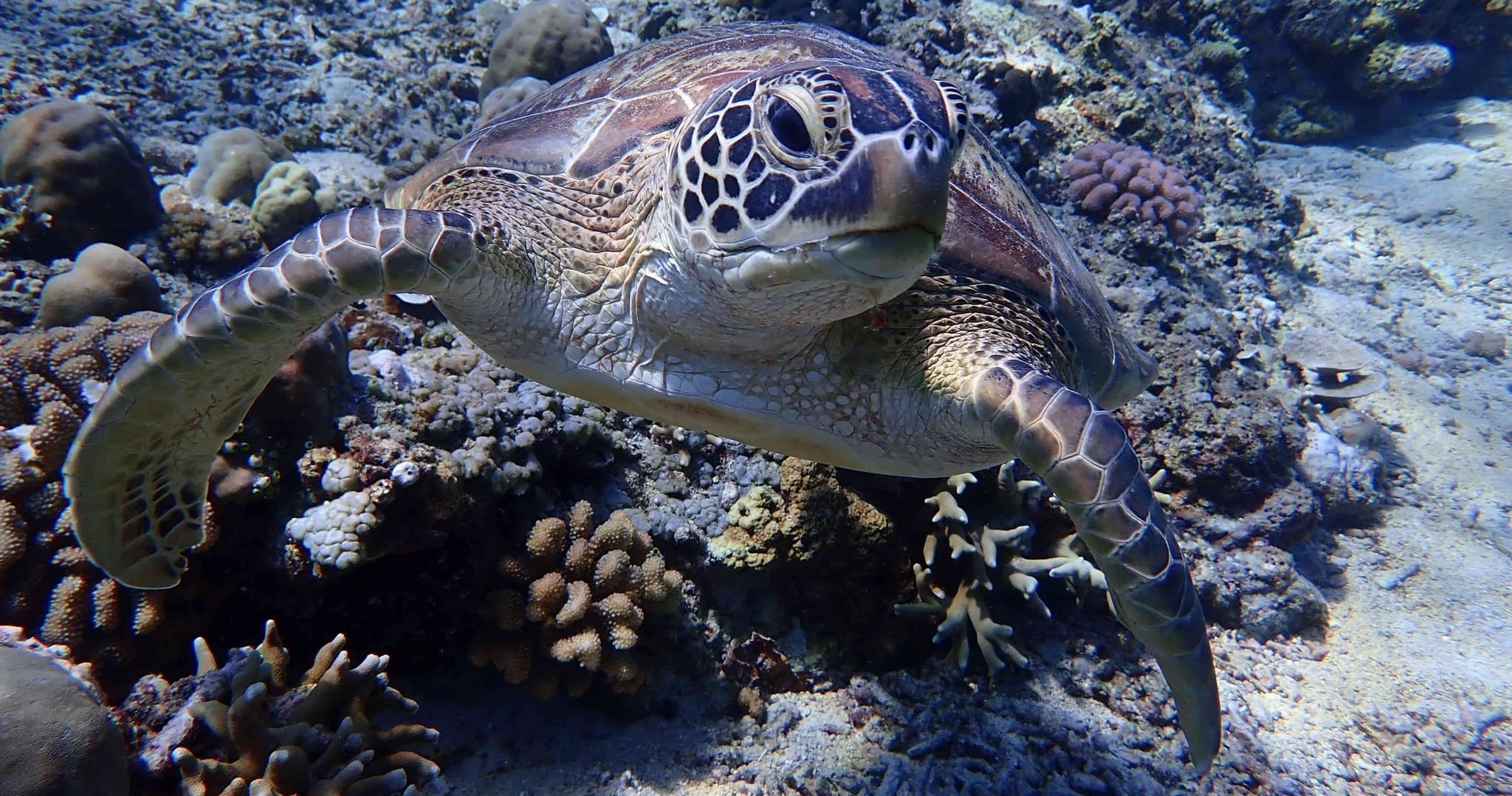 AWARE Sea Turtle Conservation Specialty